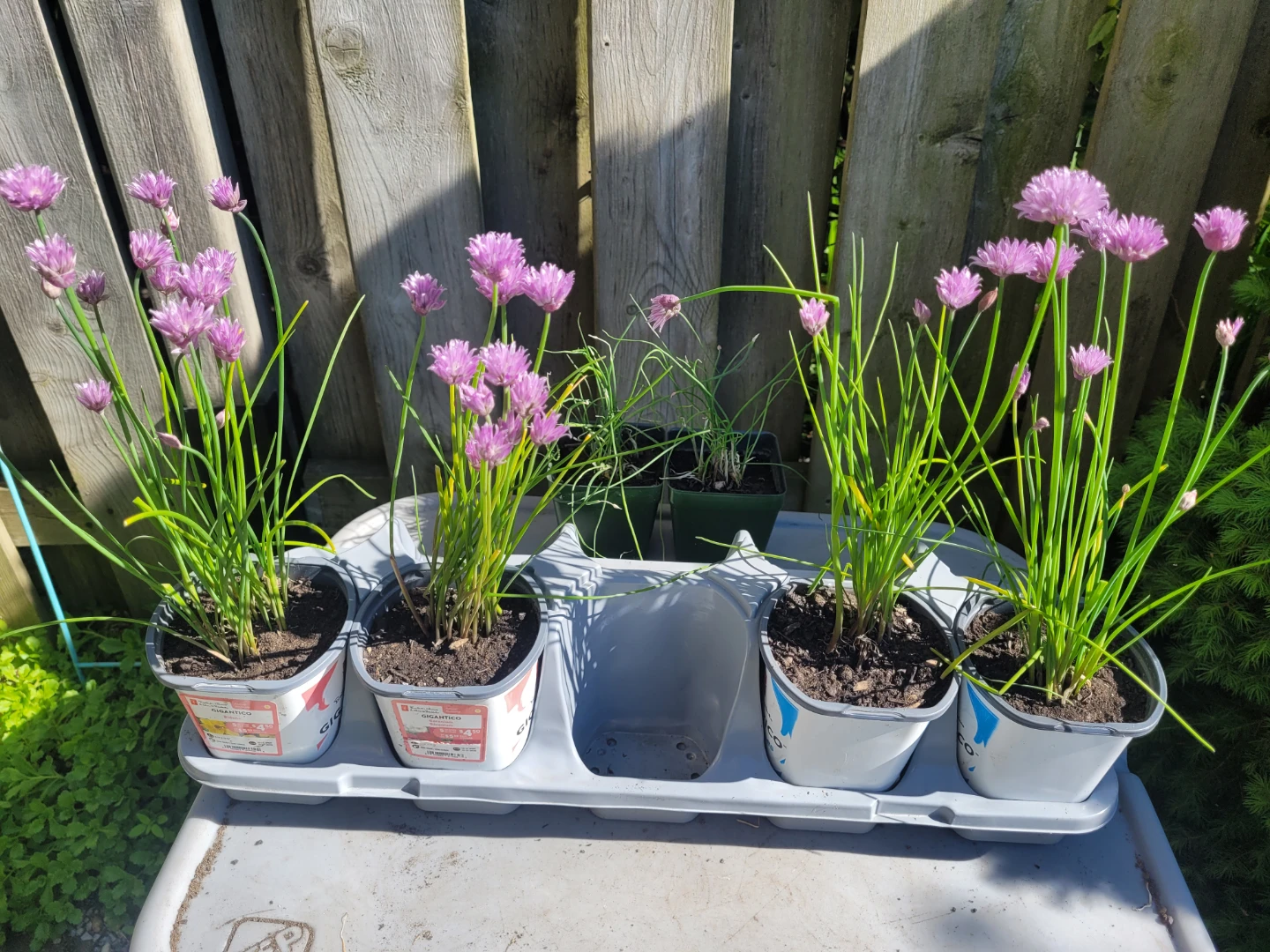 Chive plants. - photo 2