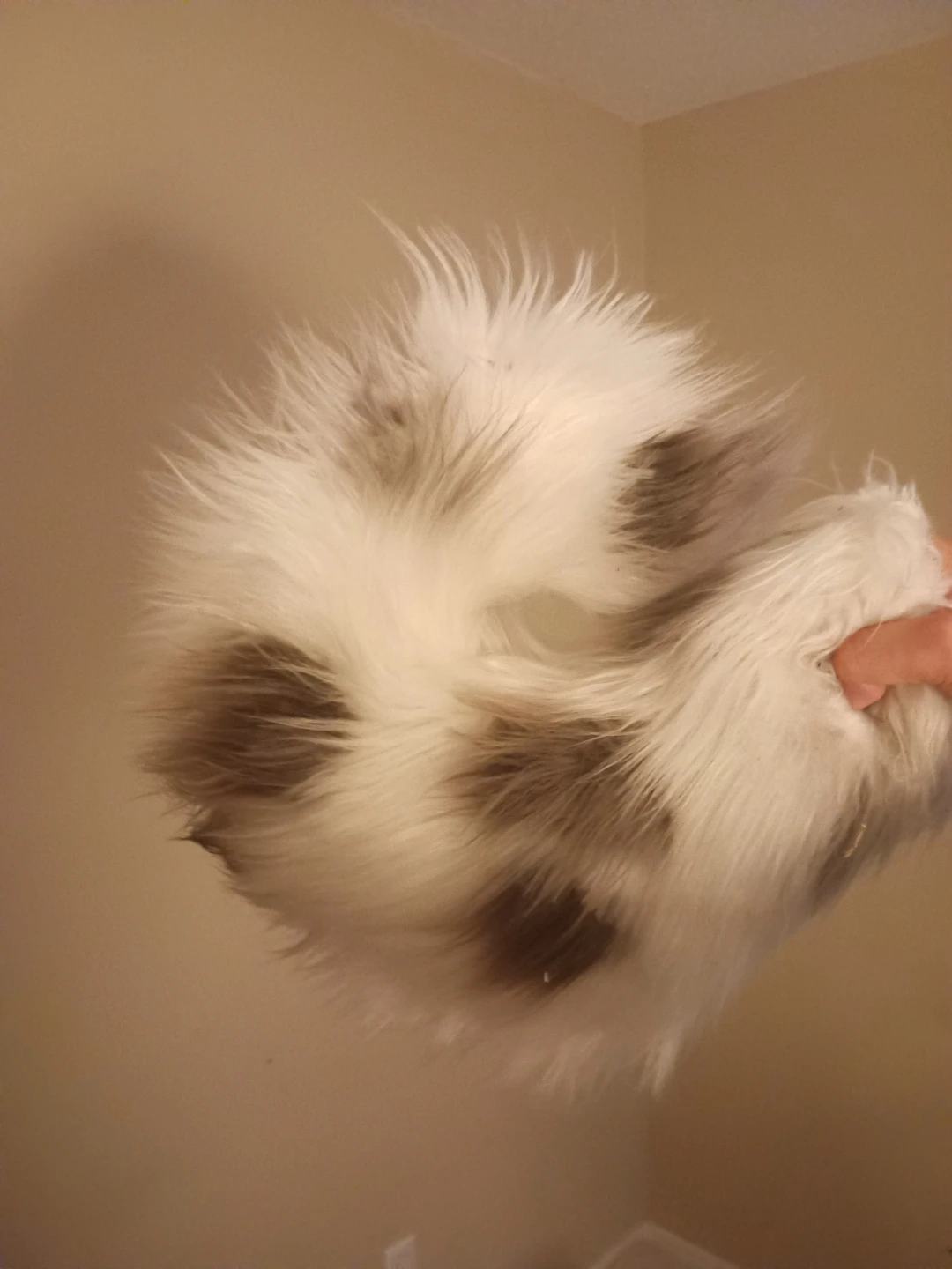 Furry Kig mask - photo 4
