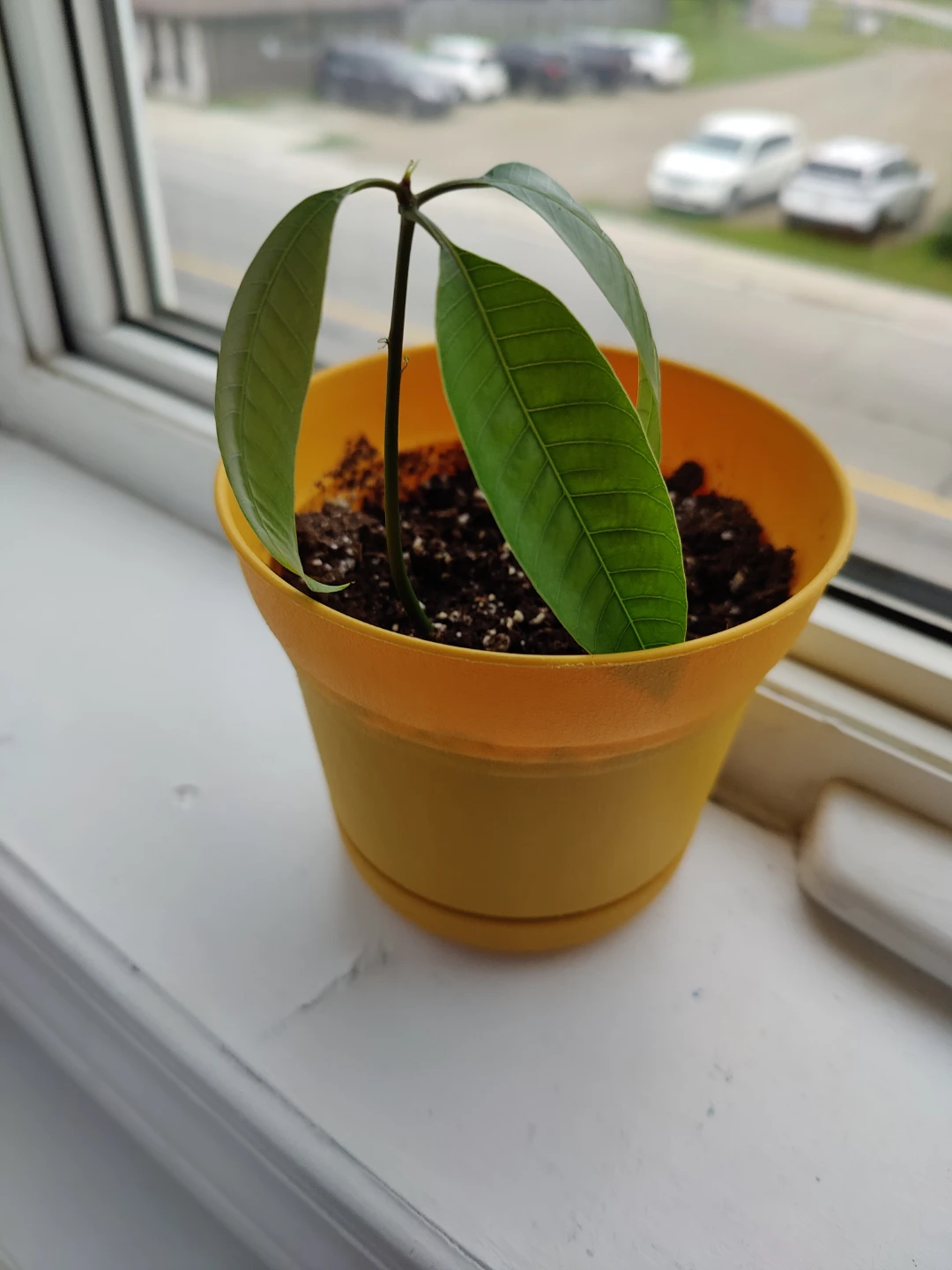3 Honey Mango Tree Seedling