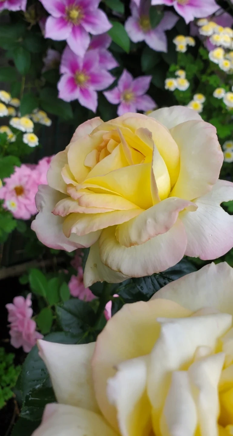 Cherry Parfait, Grandiflora Rose - photo 2