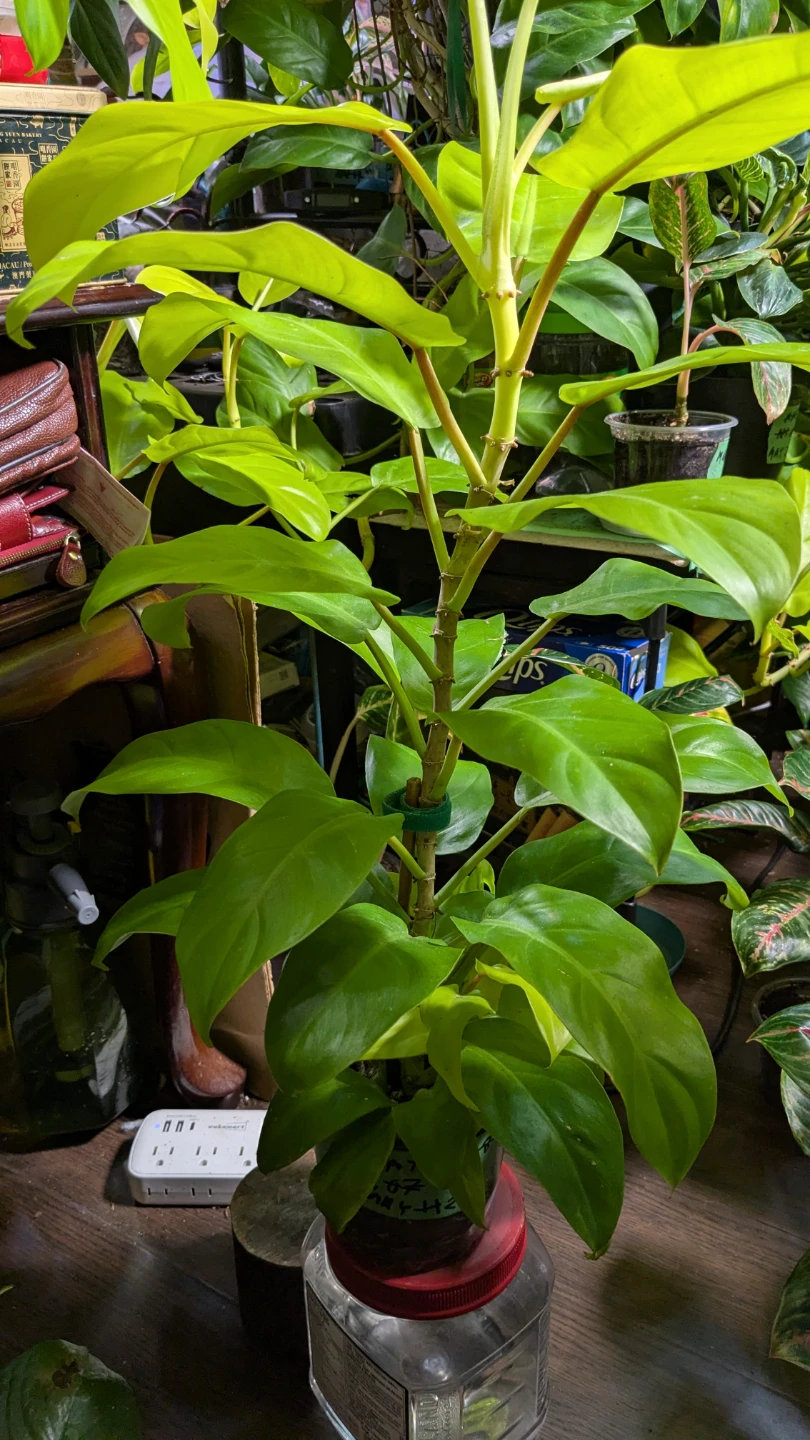 Philodendron Lemon Lime