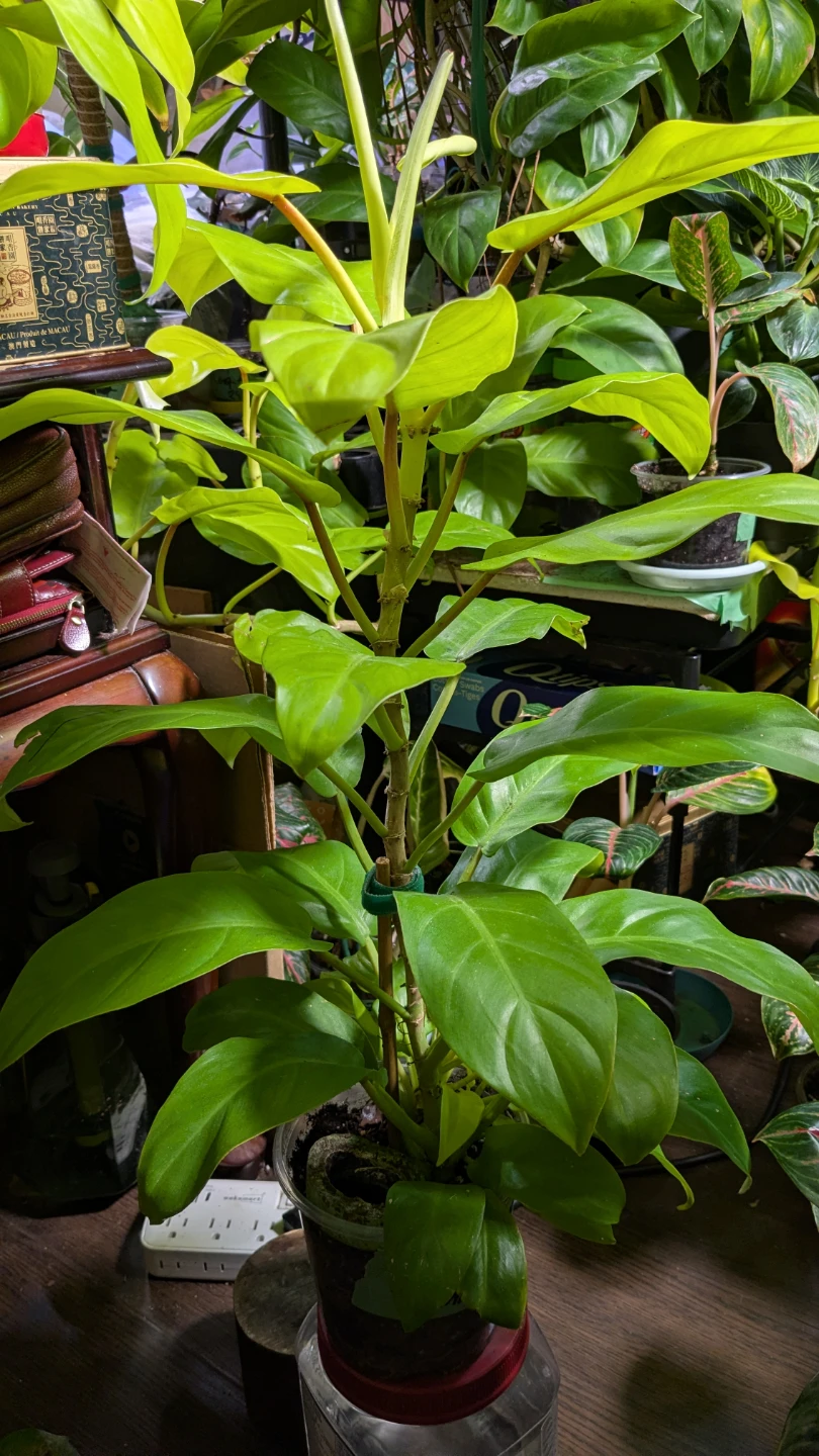 Philodendron Lemon Lime - photo 2