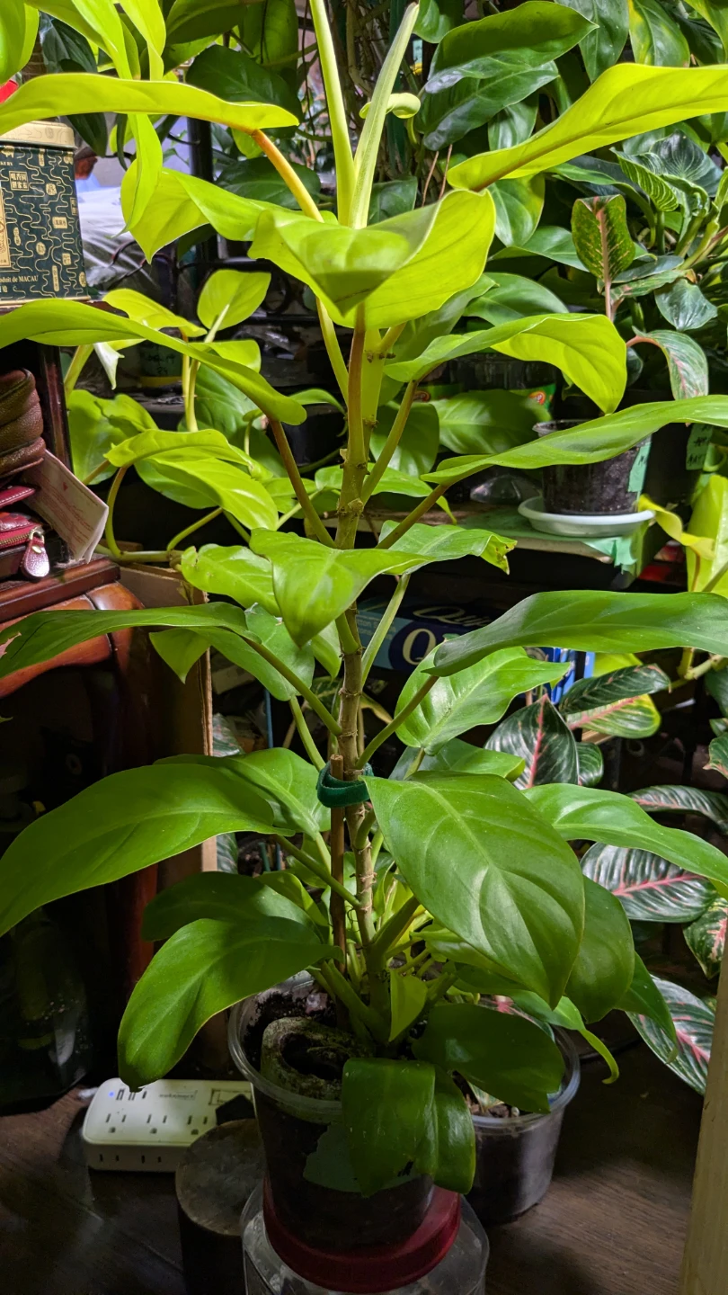 Philodendron Lemon Lime - photo 3