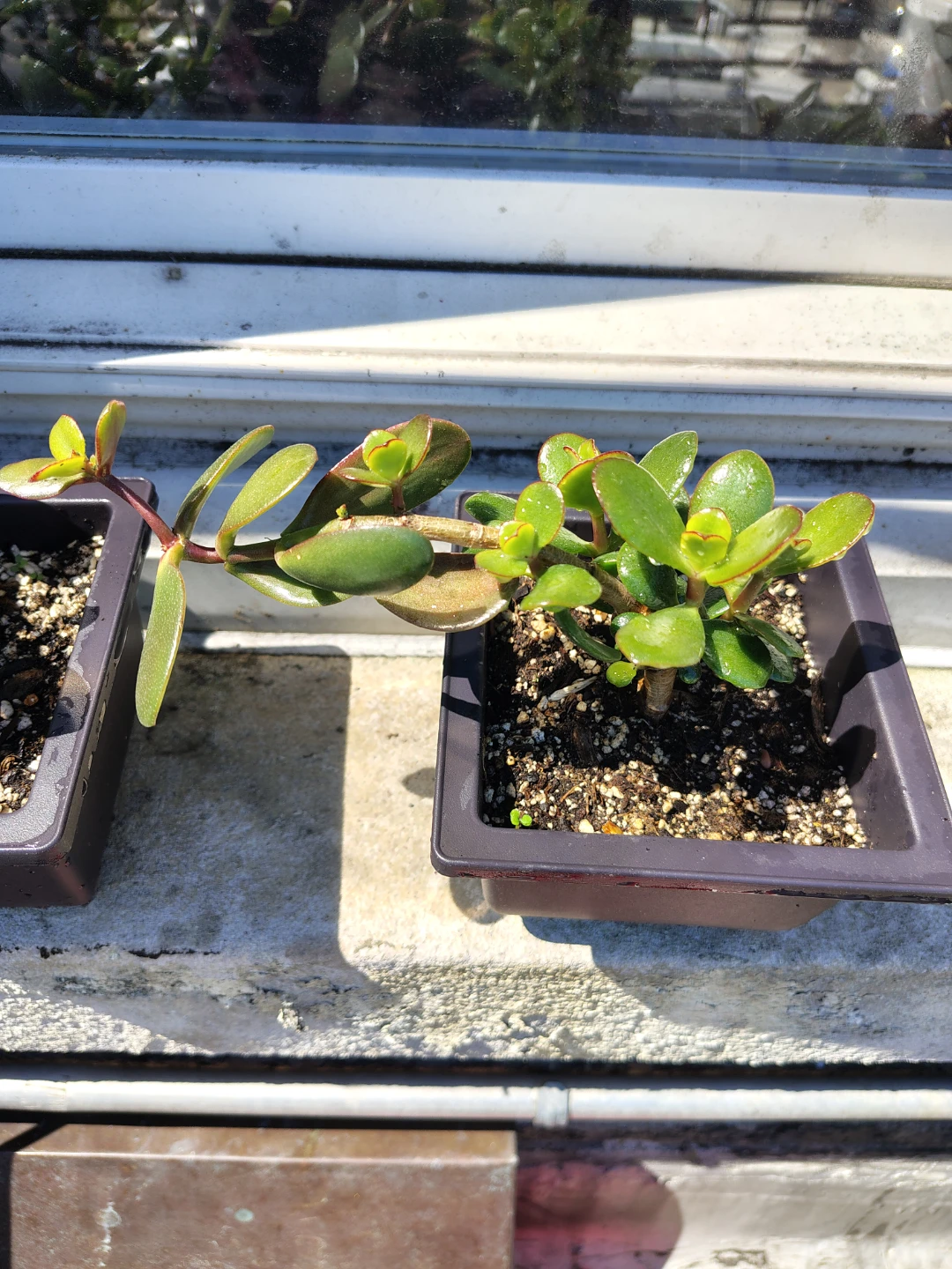 Jade Plant