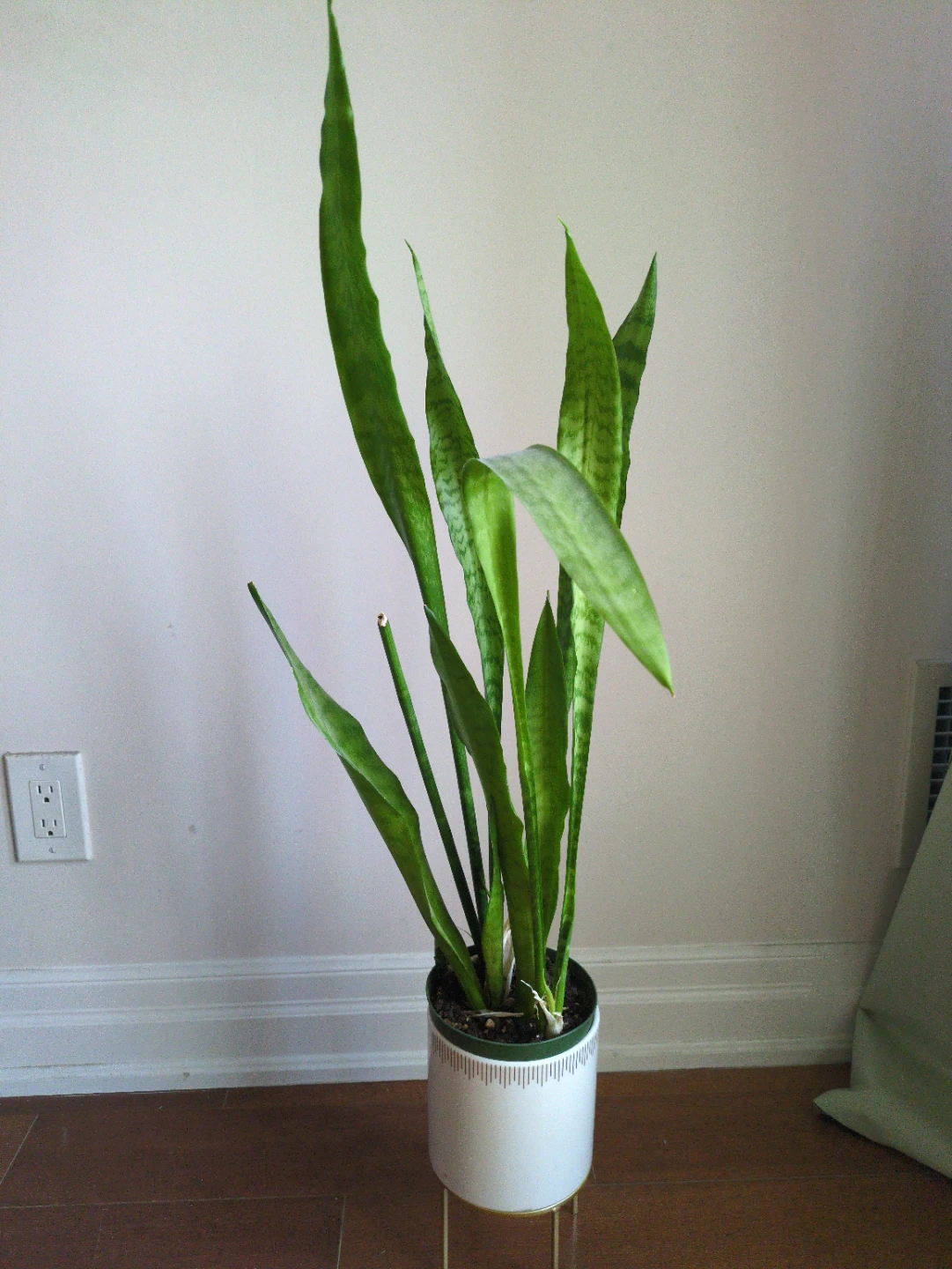 Snake Plant in White Pot with Stand