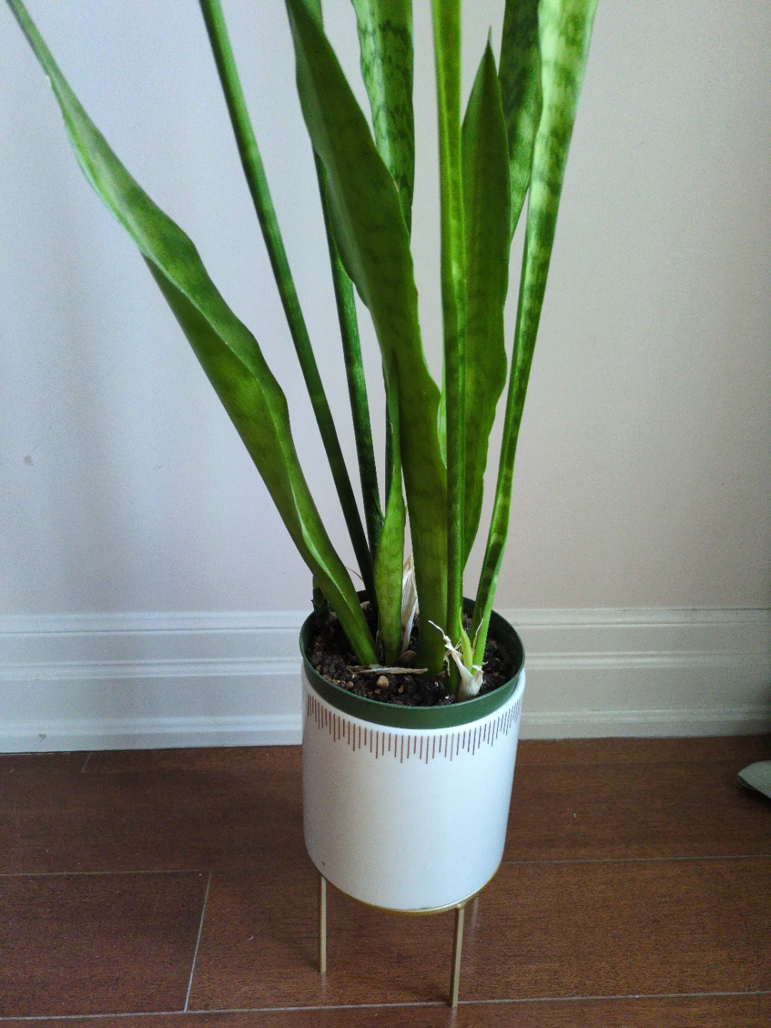 Snake Plant in White Pot with Stand - photo 2