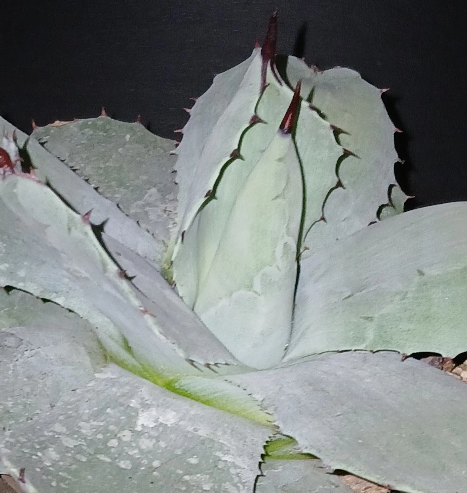 Agave isthmensis (blue ~ gray colour) Plant - photo 4
