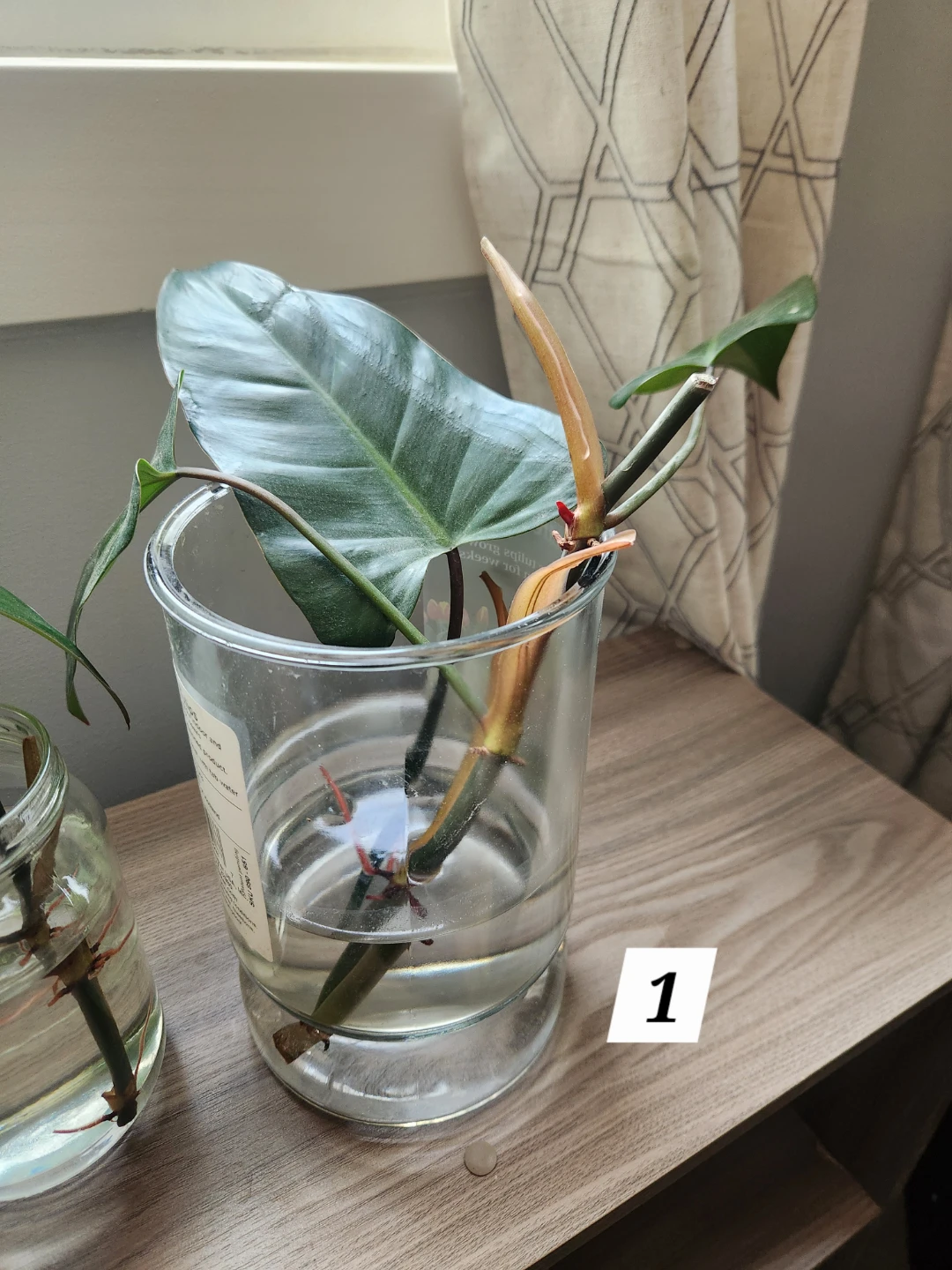Emerald Red Philodendron Cuttings in Water - photo 3