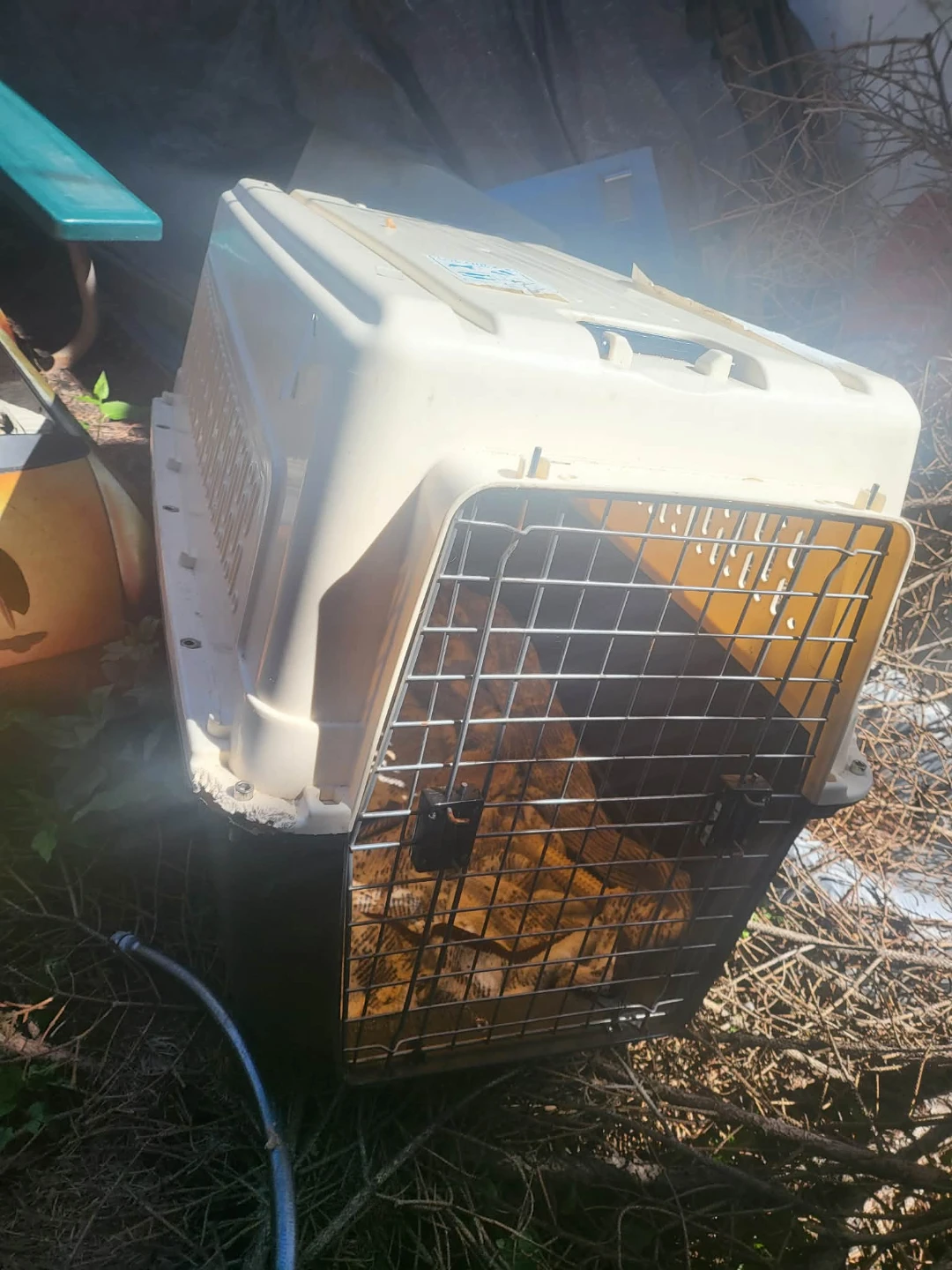 Pet Carrier Crate - photo 4
