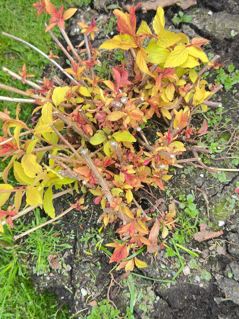 Spirea shrub with pink flowers