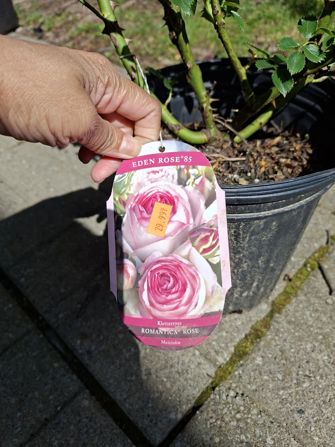 Eden Rose '85 Climbing Rose Plant - photo 2