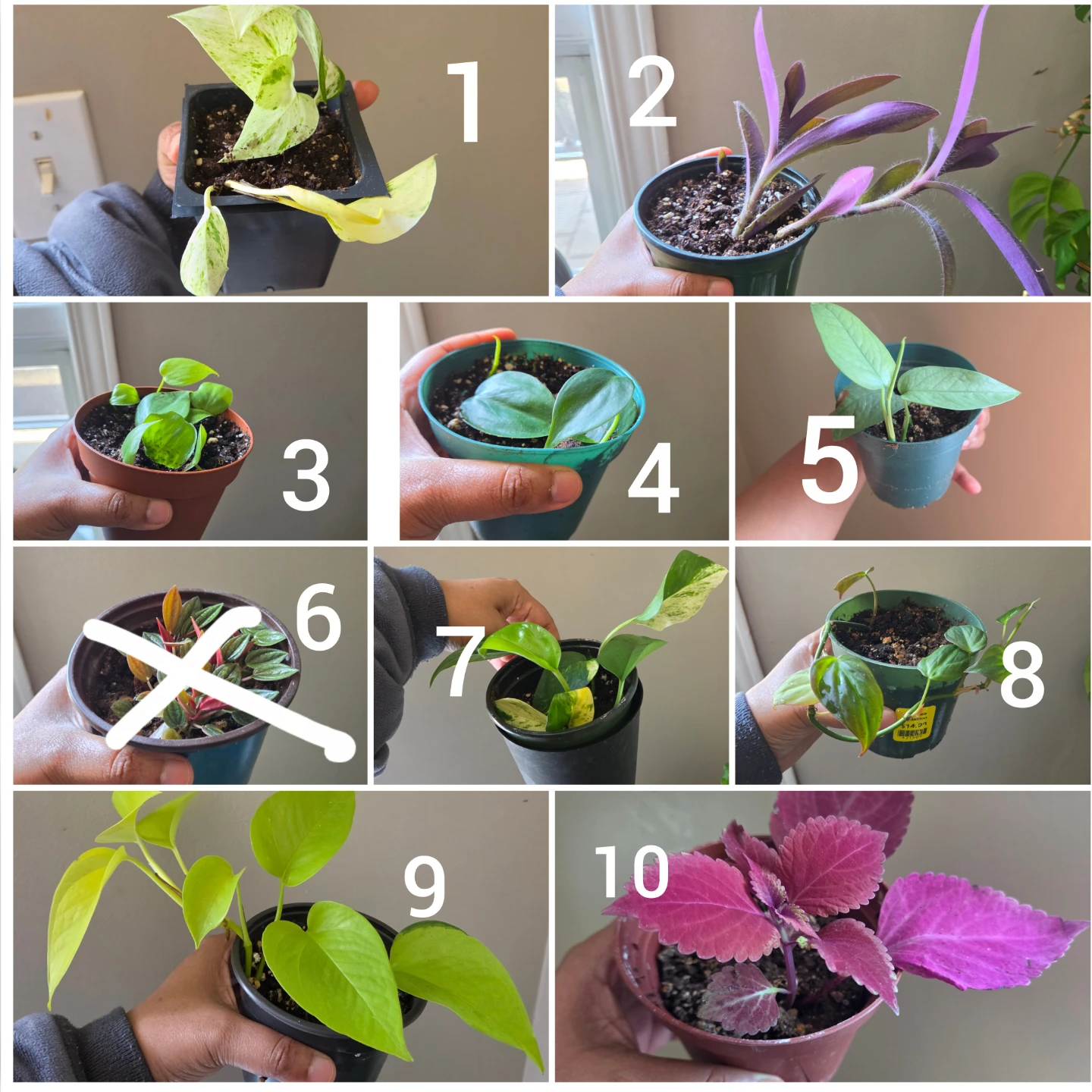Many indoor plants