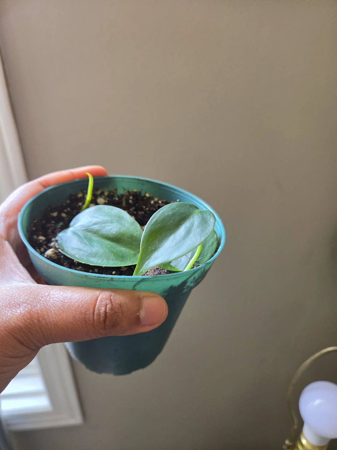 Many indoor plants - photo 2