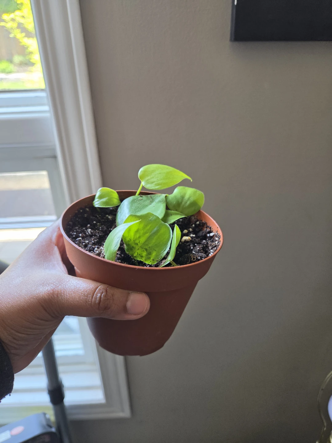 Many indoor plants - photo 3