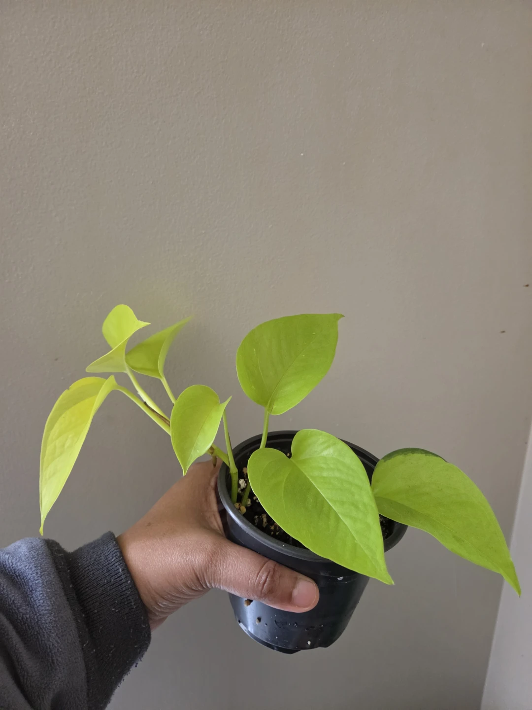 Many indoor plants - photo 4
