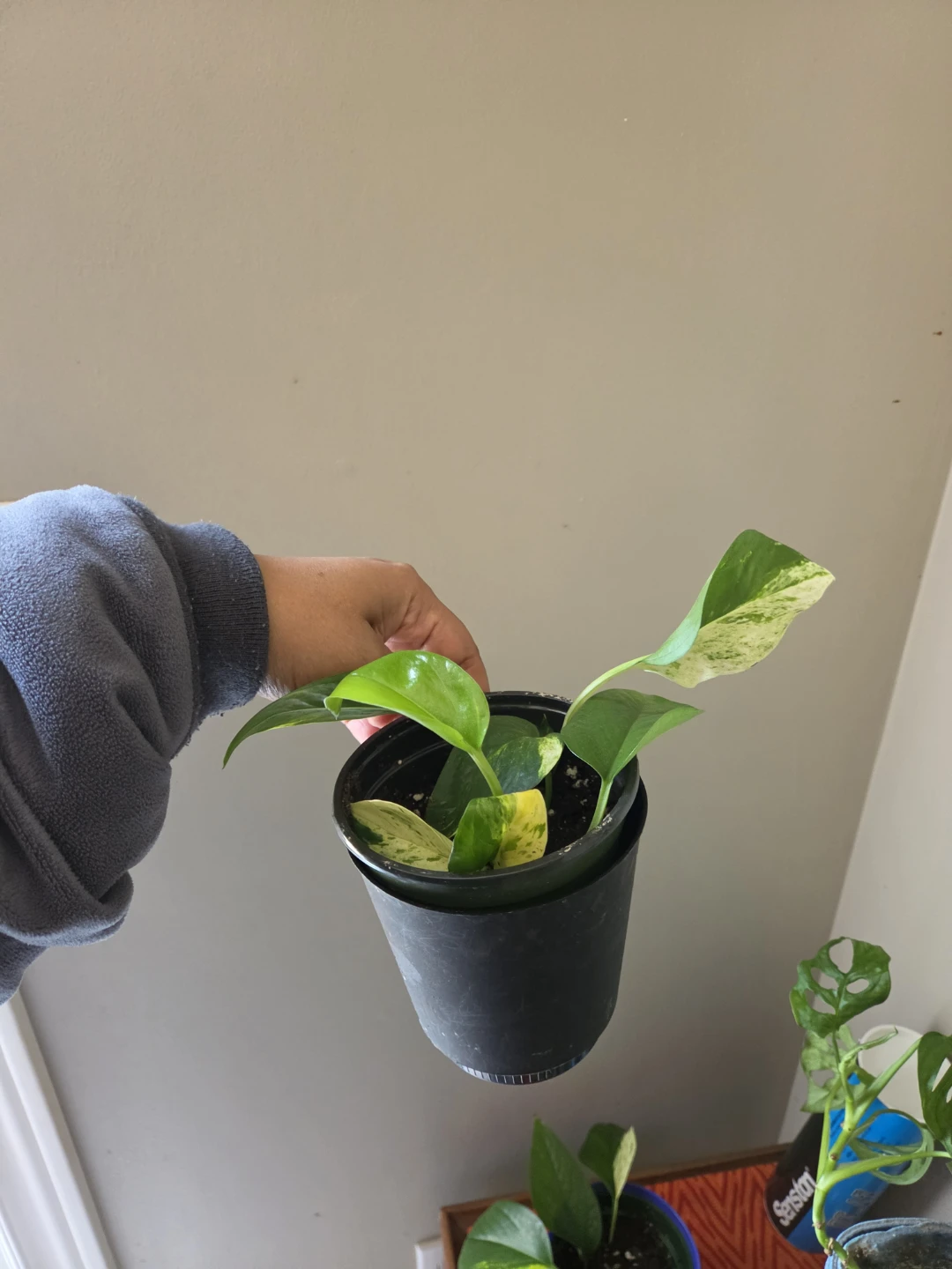 Many indoor plants - photo 5
