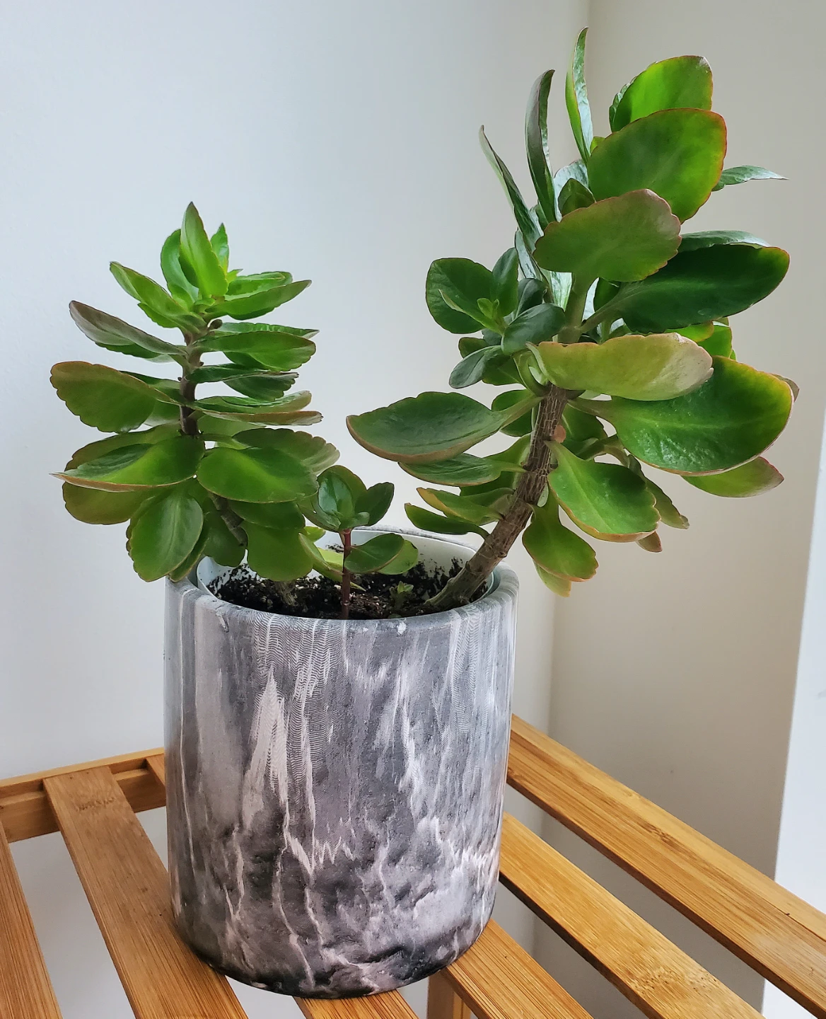 12" Tall Kalanchoe Plant in Ceramic Pot - photo 3