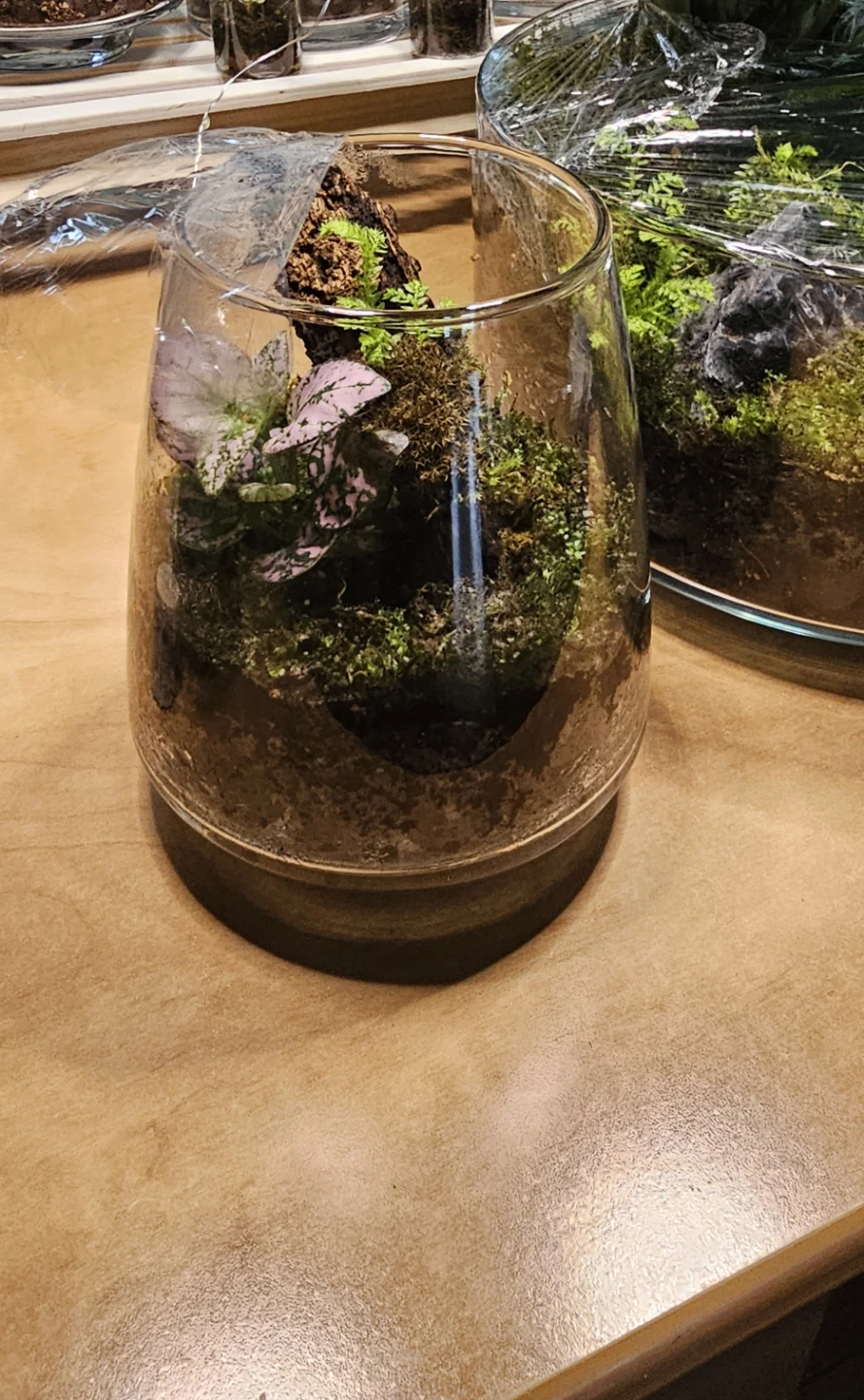 Terrarium Glass Jar/ mini garden - photo 2