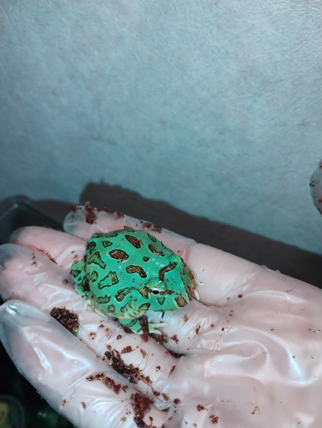 Zoo Med Repti Therm U.T.H. Under Tank Heater - photo 3