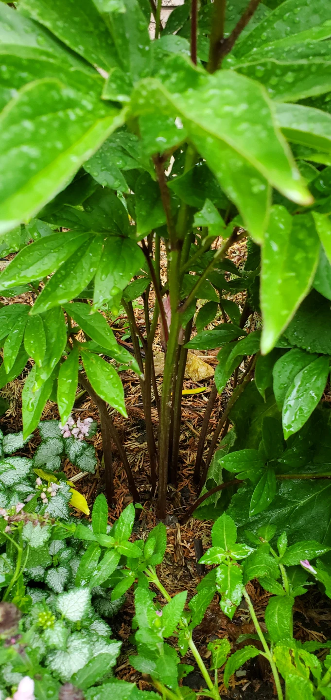 Peony - photo 2