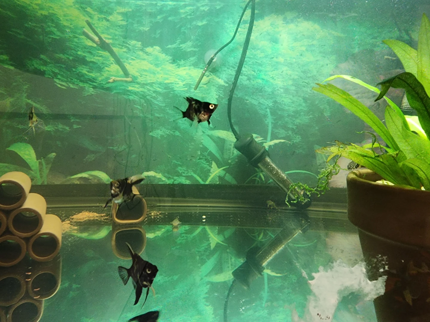 Angelfish - photo 2