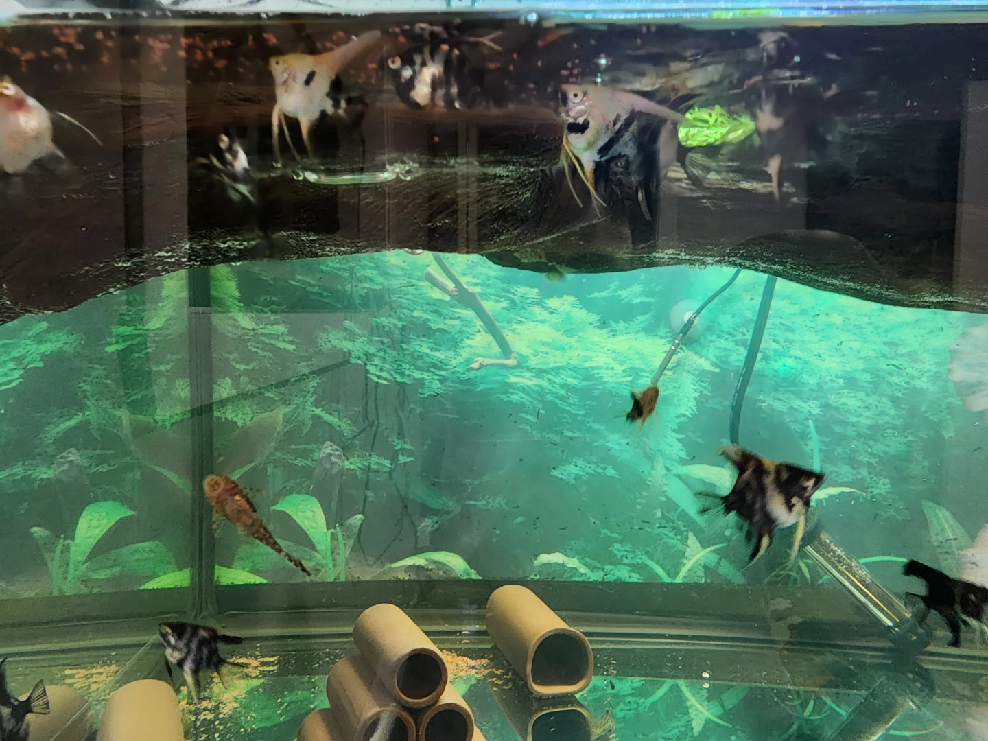 Angelfish