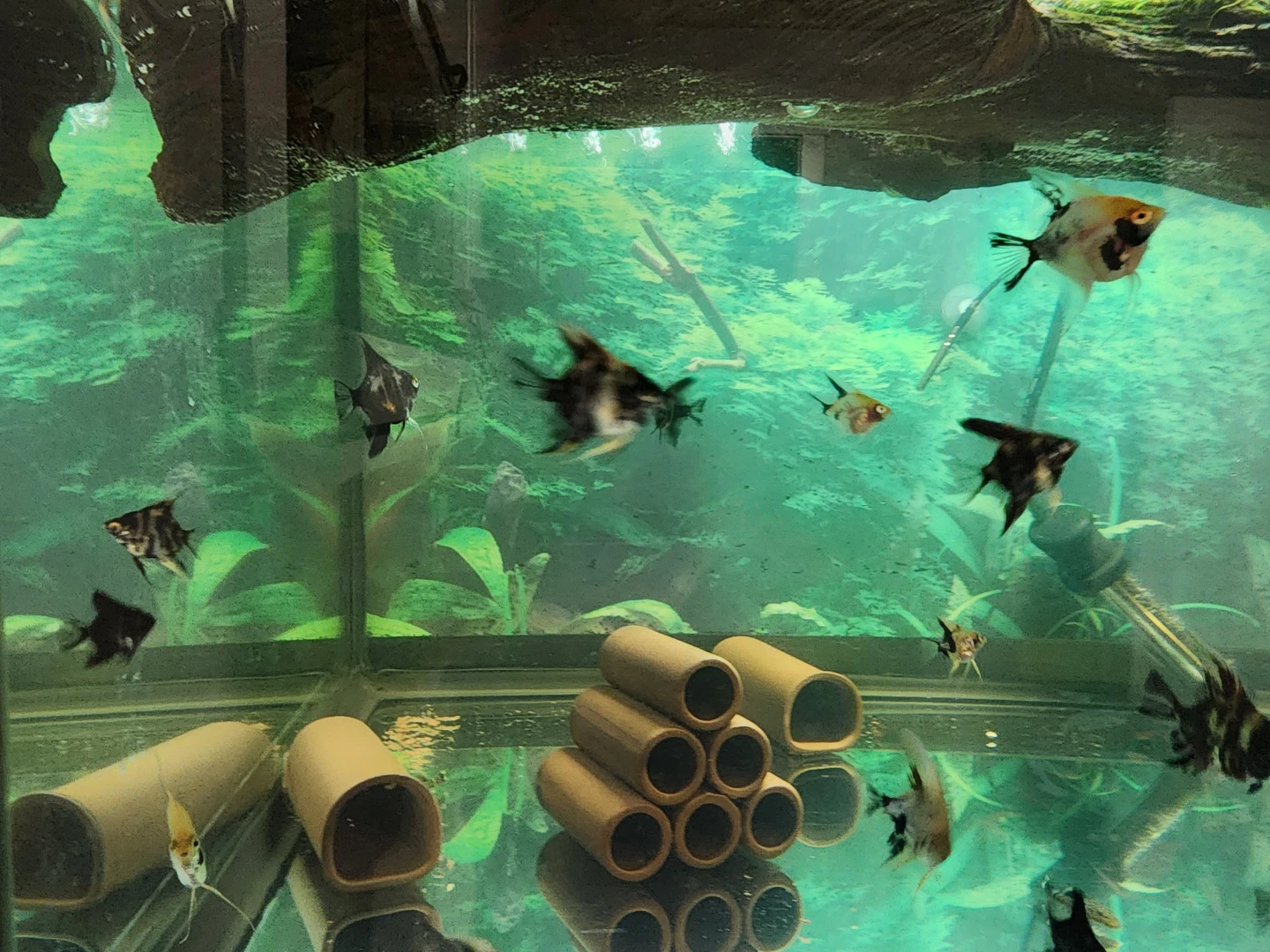 Angelfish - photo 3