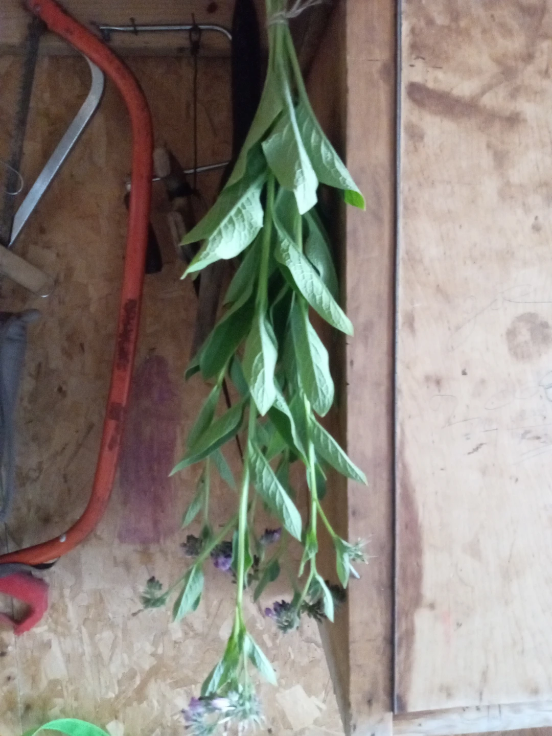 Comfrey bundles, dried lavender, dried savory