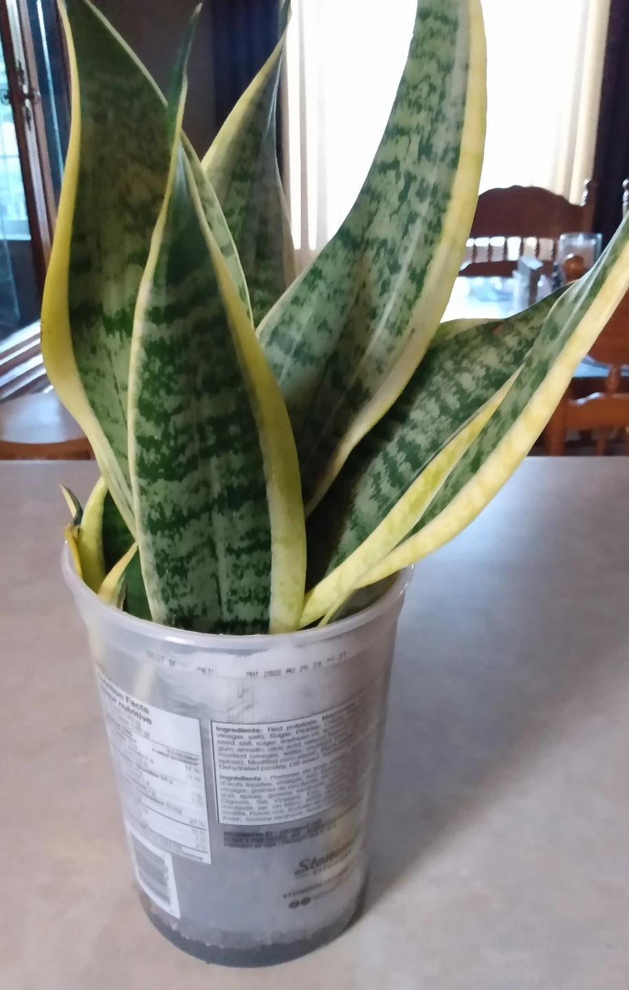 Live indoor Snake Plant in Pot