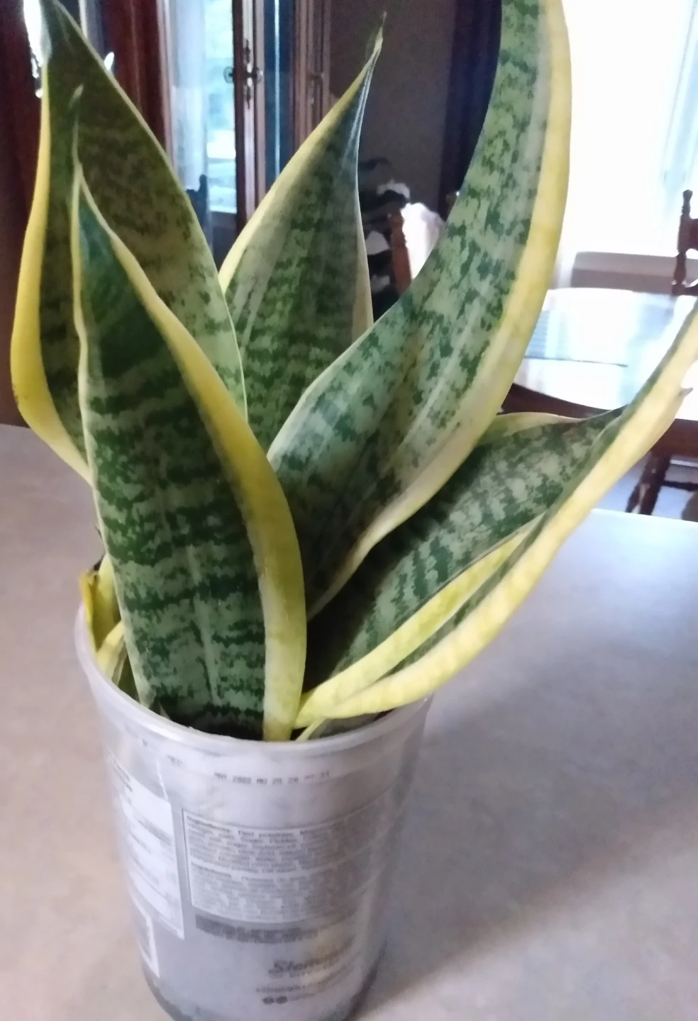 Live indoor Snake Plant in Pot - photo 2