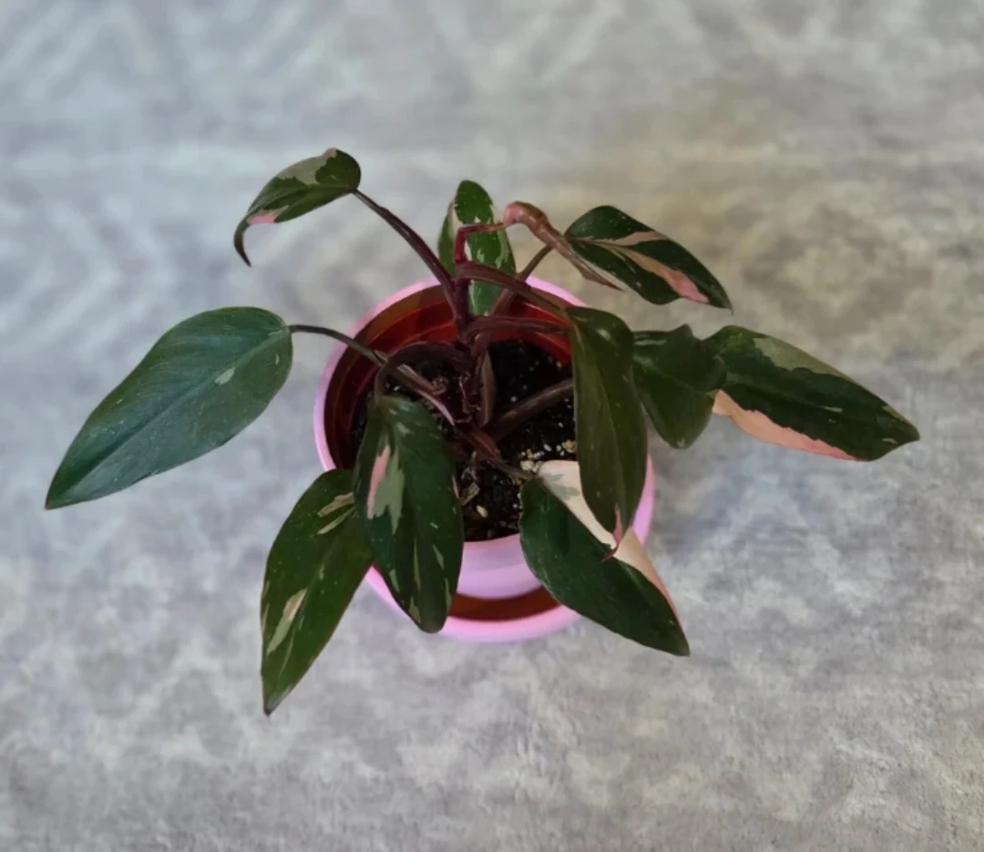 Philodendron Pink Princess 4" 🪴 - photo 3
