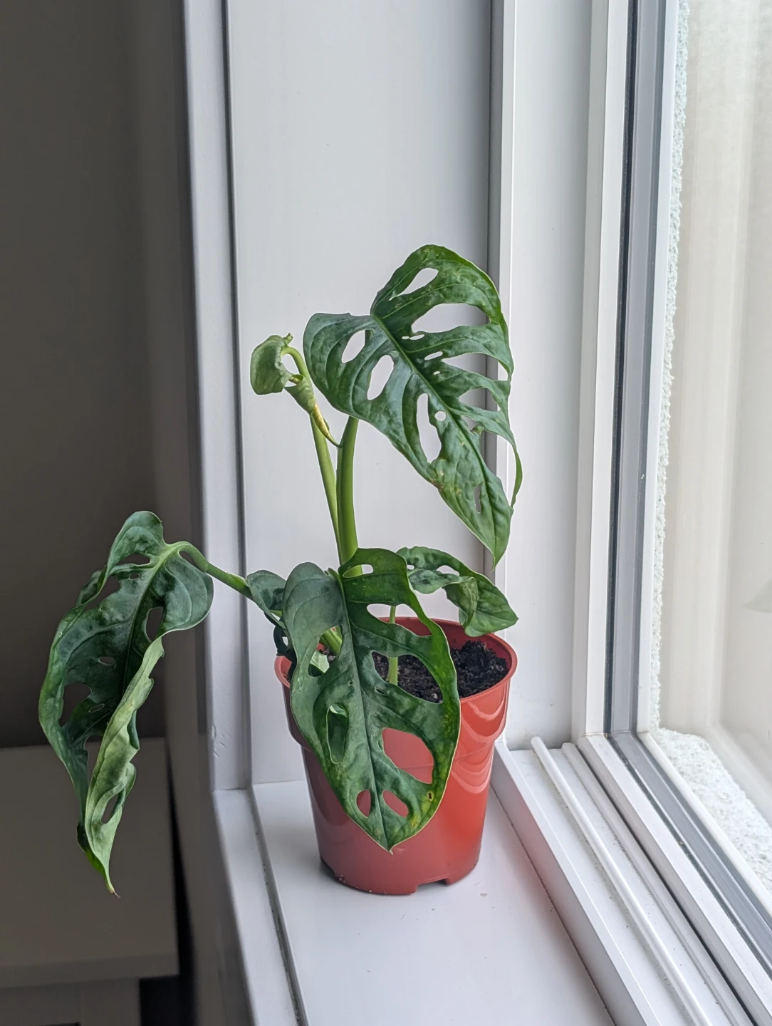 Monstera Adansonii Plant