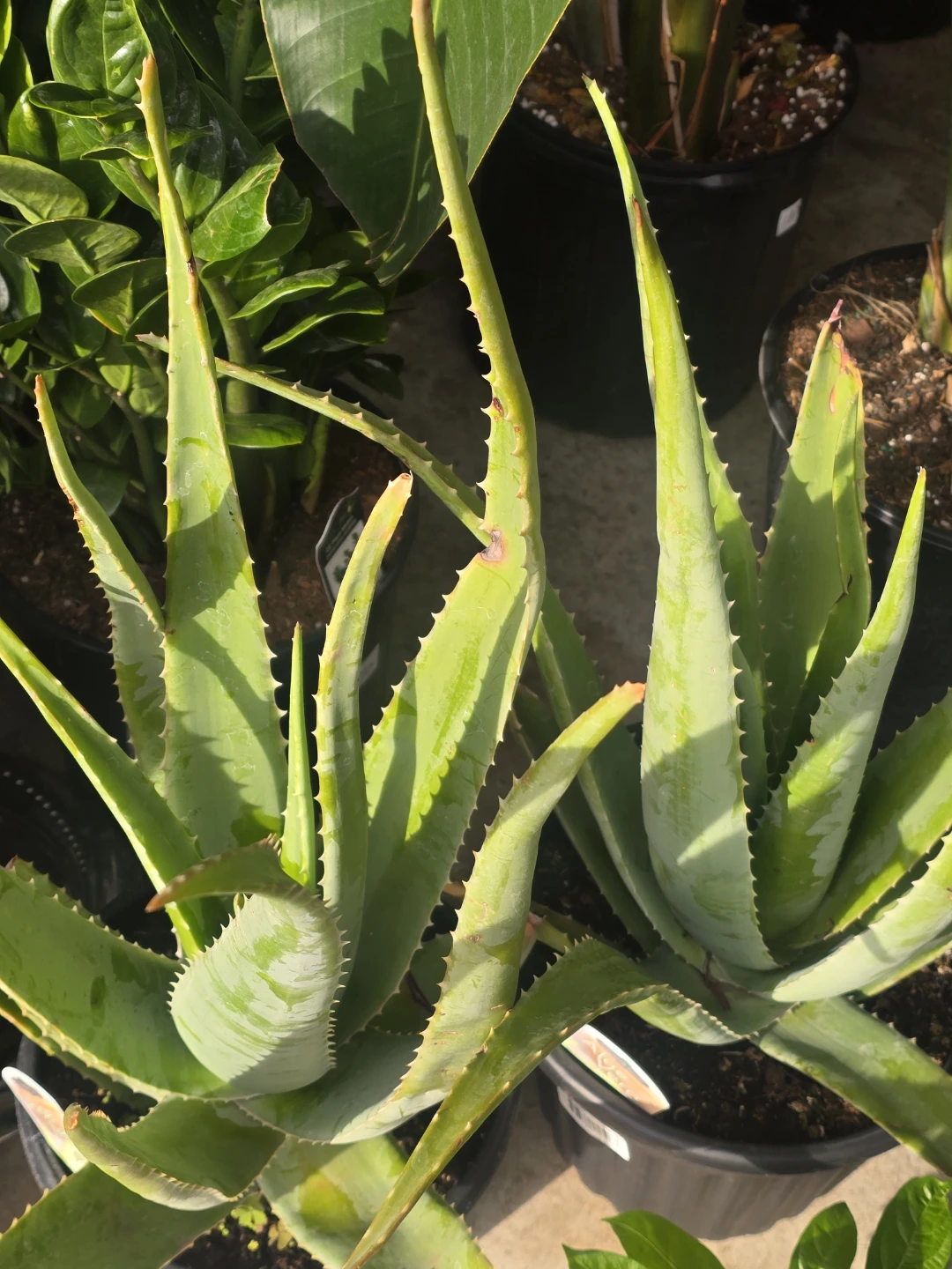 Aloe Vera Plant 10"pot  extra large ⚽ - photo 2