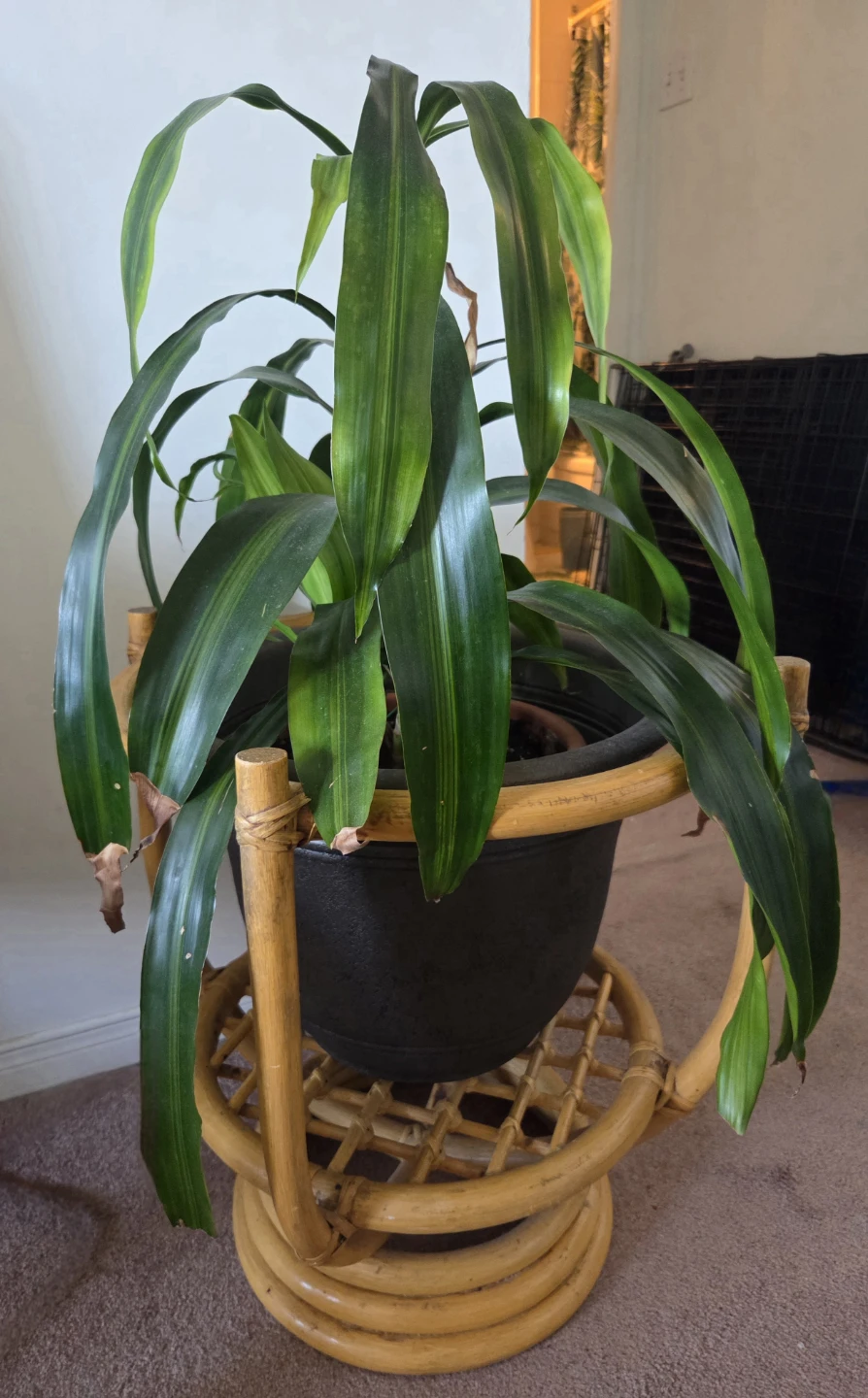 Large Bamboo Antique Planter!