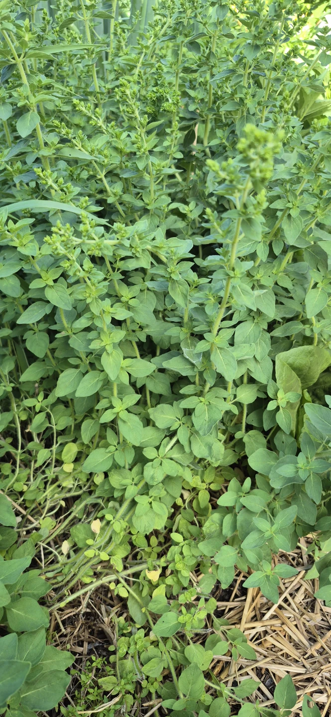 Herbs for sale - photo 3