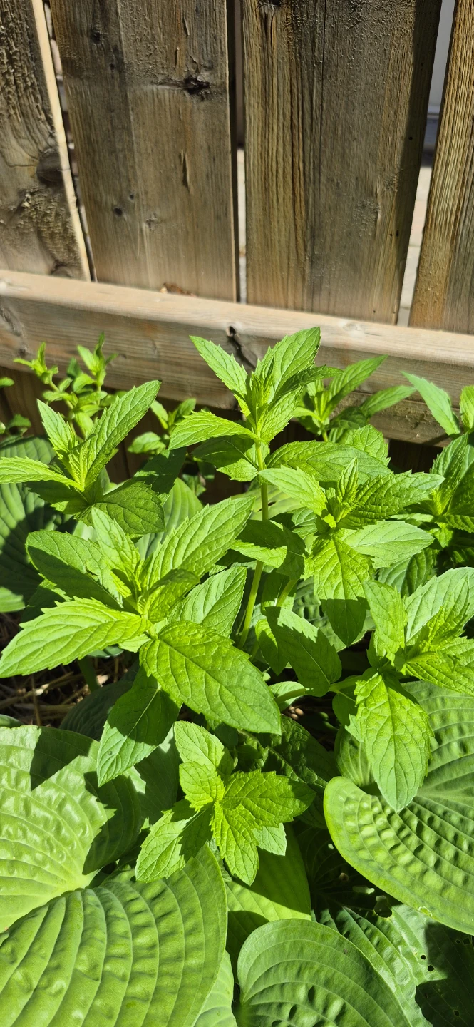 Herbs for sale - photo 4