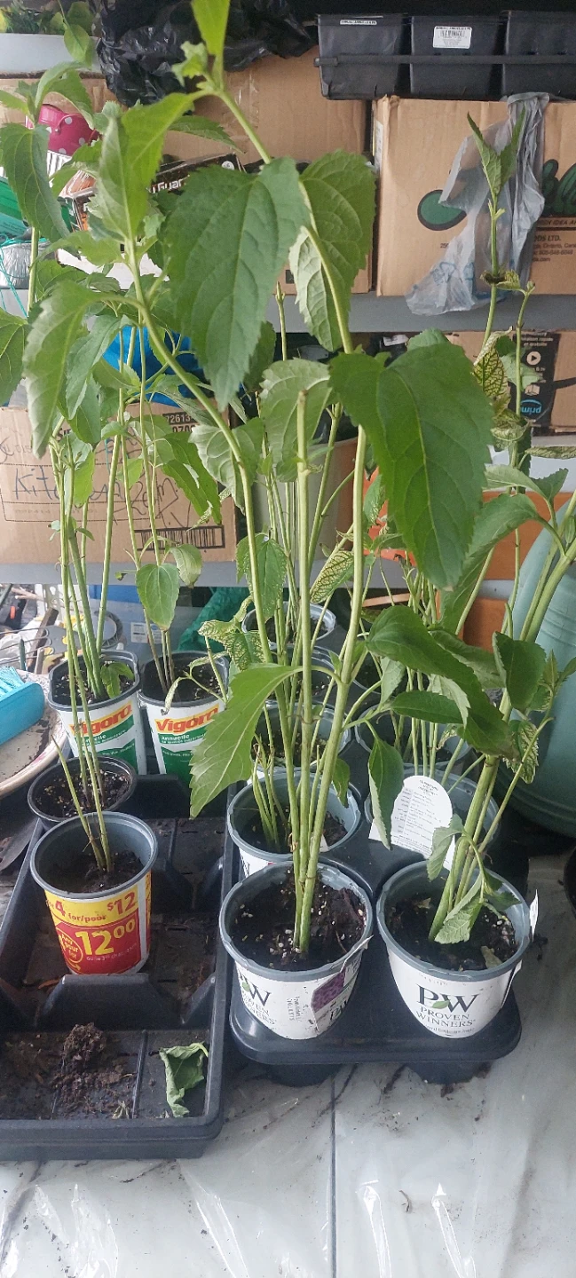 Native False Sunflower Perennials  ⚽ - photo 3