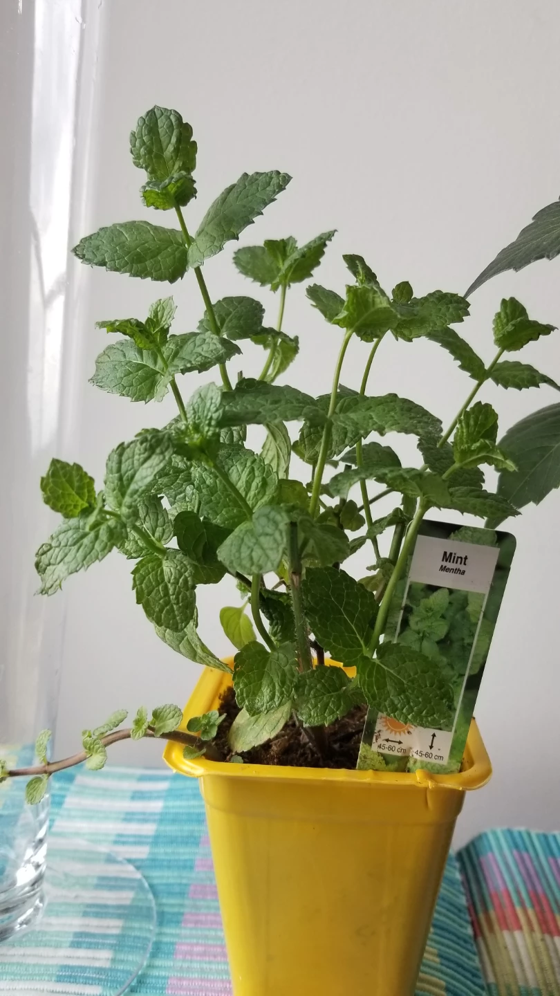 Tall Clear Glass Vase,  Mini Mint and Dahlia Plant, Plastic Pot - photo 2