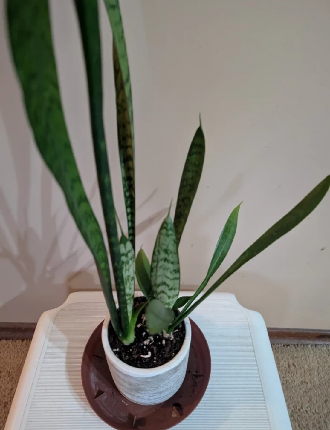 Healthy Indoor Snake Plant in Decorative Pot - photo 2