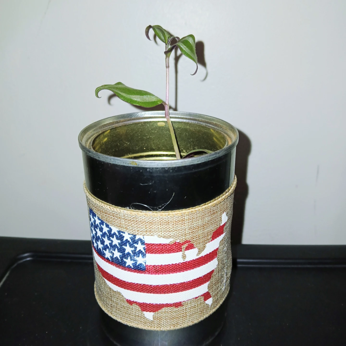 4th of July Special - A Young Tradescantia Zebrina Plant