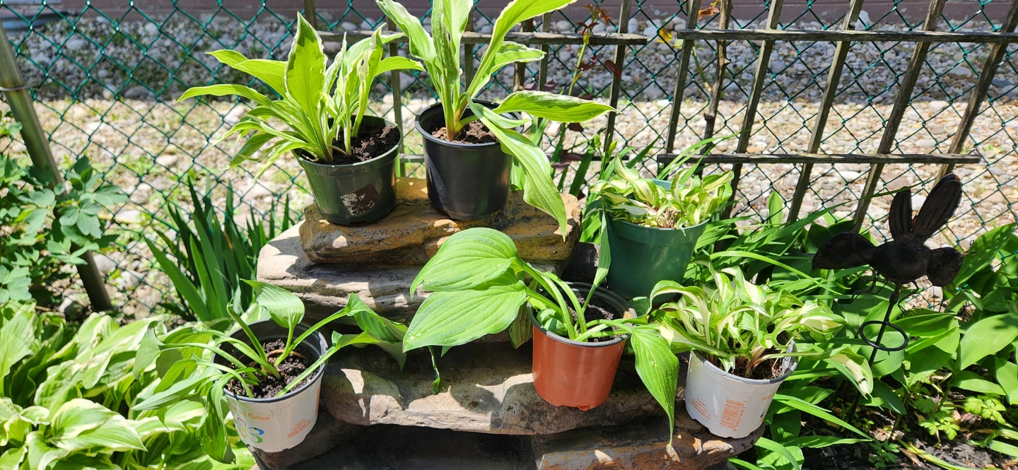 Hosta - photo 2