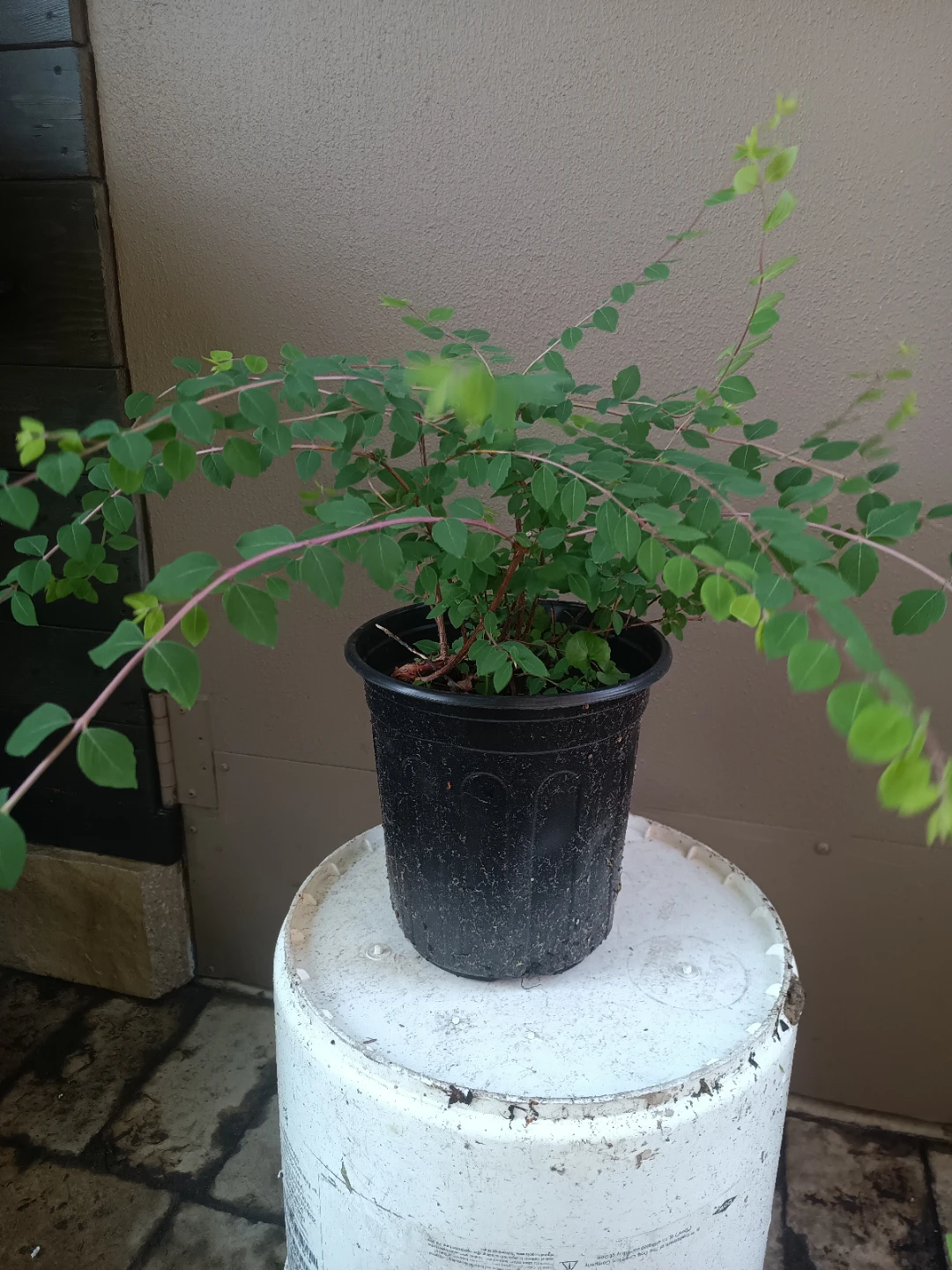 Creeping Jenny - photo 2