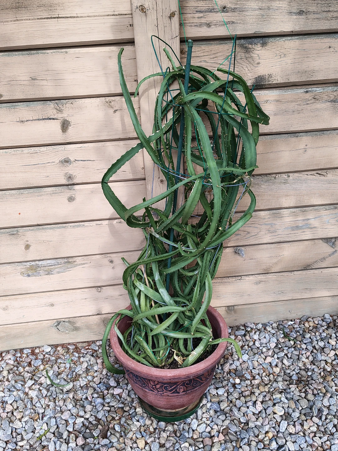 Large mature Dragon Fruit Cactus Plant