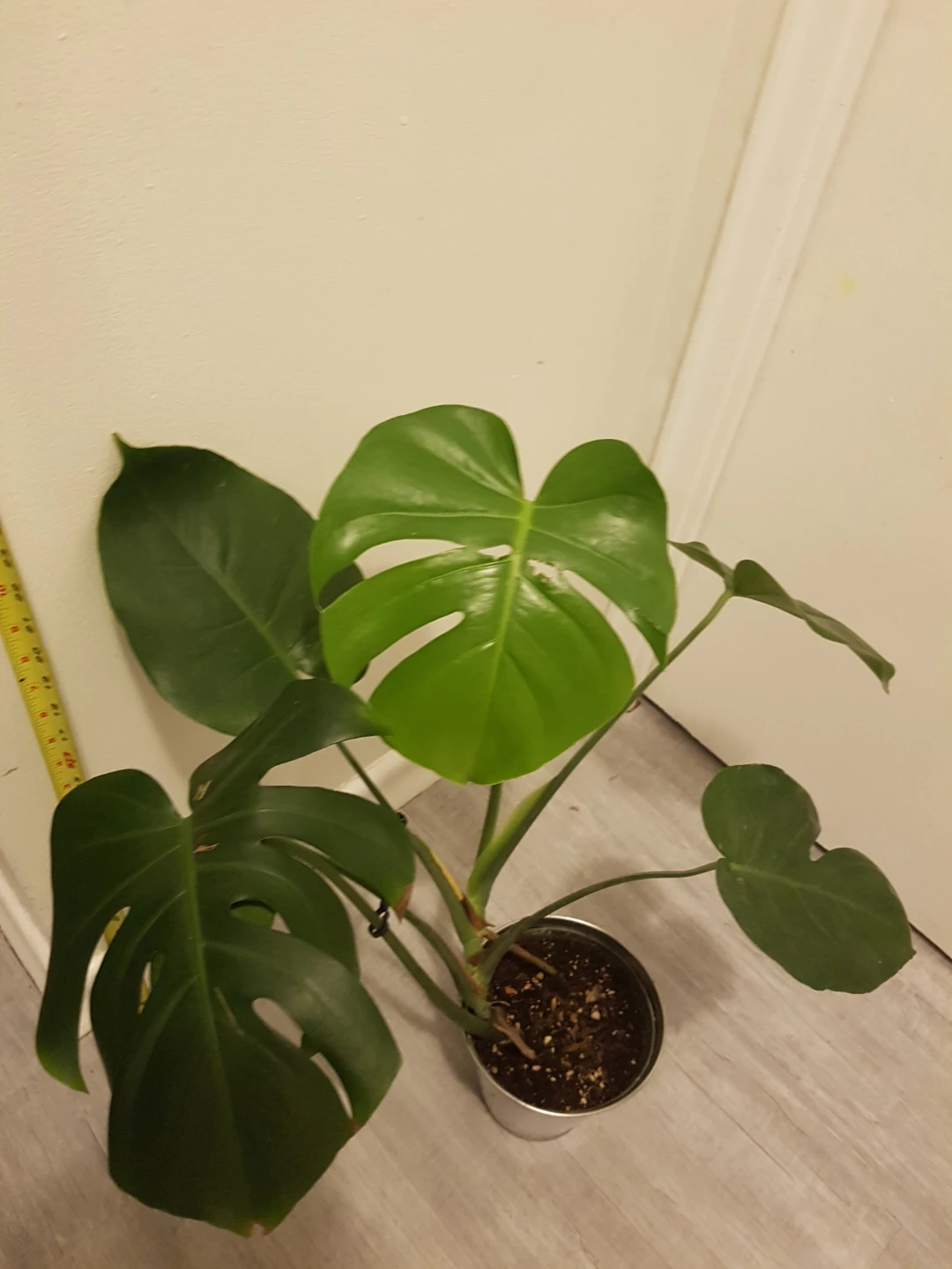 Monstera Plant - photo 4