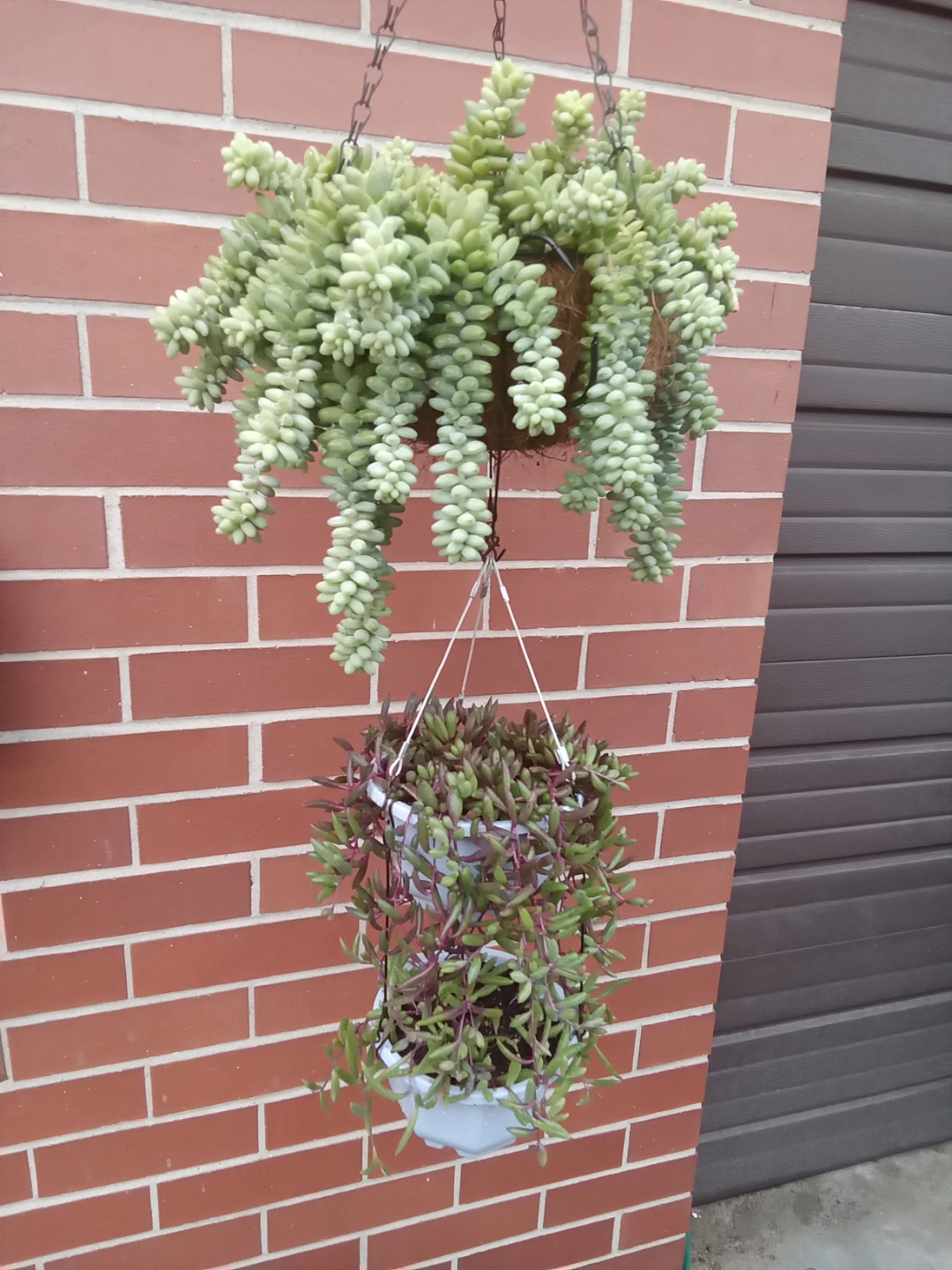 Donkey's Tail and Ruby Necklace Succulent Hanging Basket