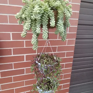 Donkey's Tail and Ruby Necklace Succulent Hanging Basket