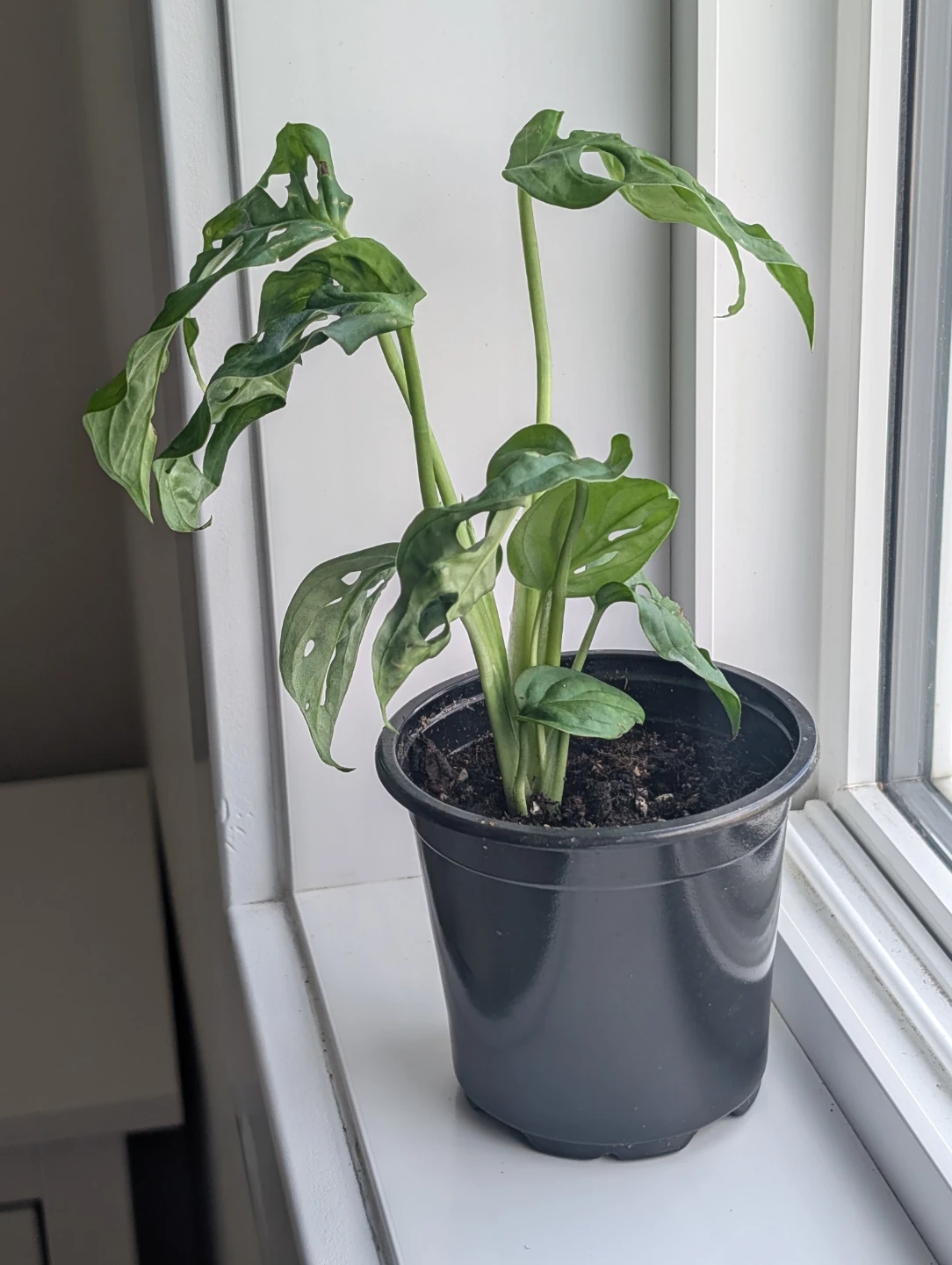 Monstera Adansonii Plant - photo 2