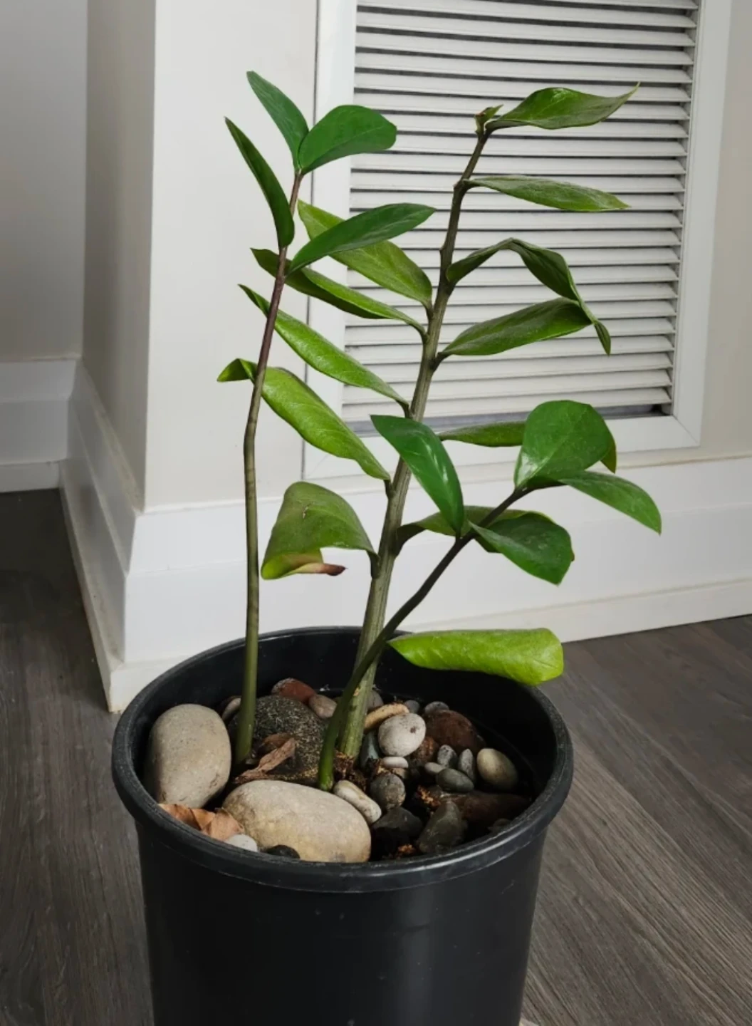 Small plant