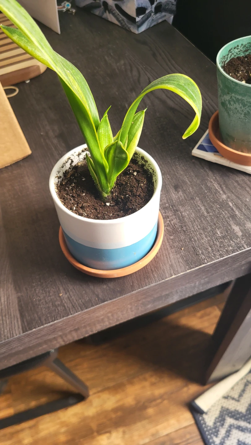 Variegated Snake Plant in Blue and White Pot
