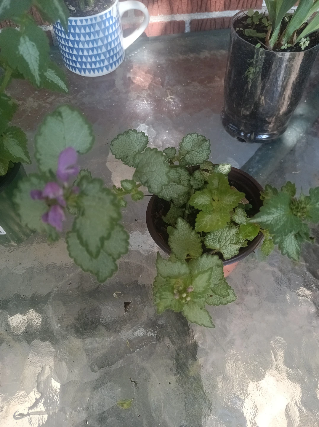 Lamium plants - photo 2